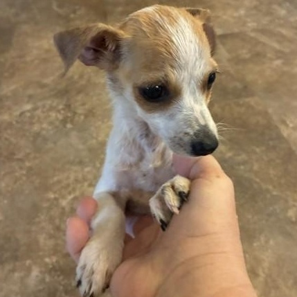 Enlarge Kiwi, a Adopted mixed breed in Riverside, IA image 1/2