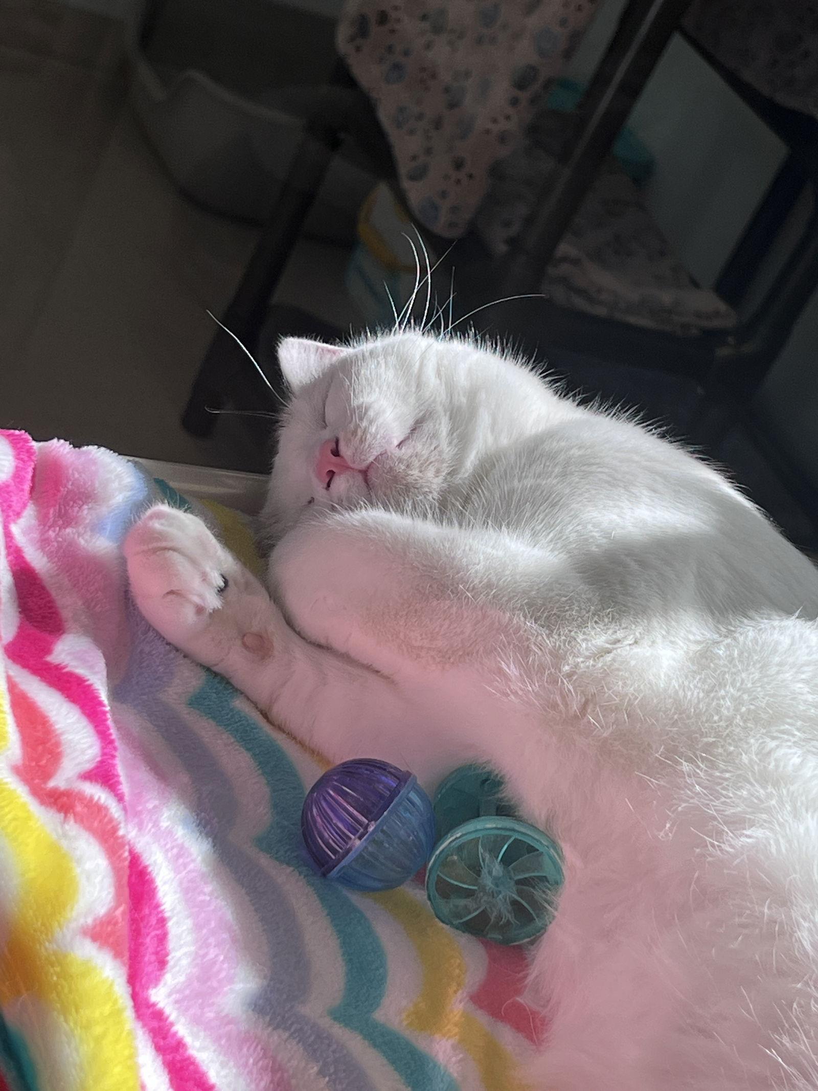 Mira, Adoptable, Adult Female Domestic Short Hair.