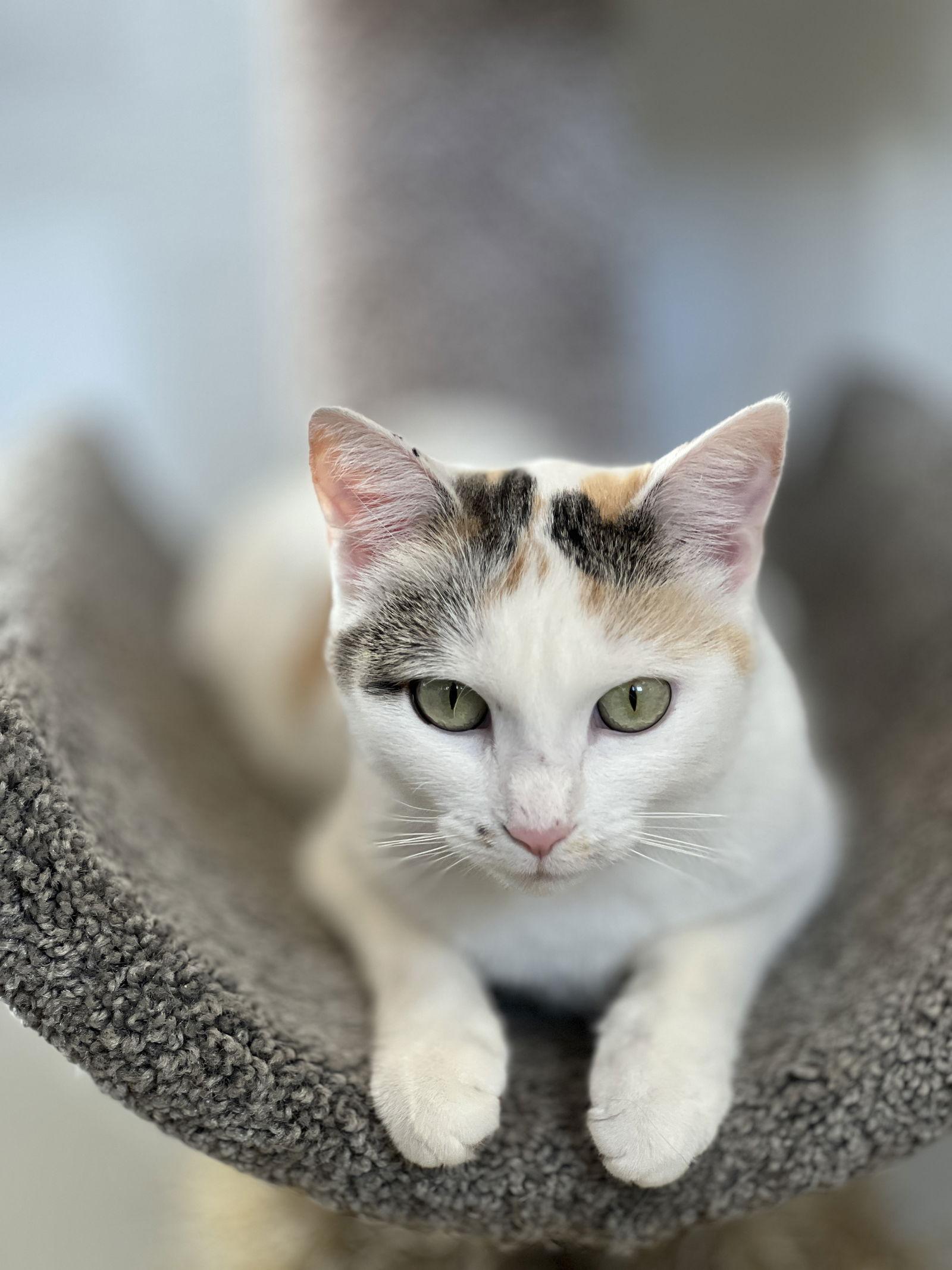 Mira, a Adoptable Domestic Short Hair in Webster, WI image 2/3