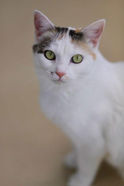 Enlarge Mira, a Adoptable Domestic Short Hair in Webster, WI image 3/3