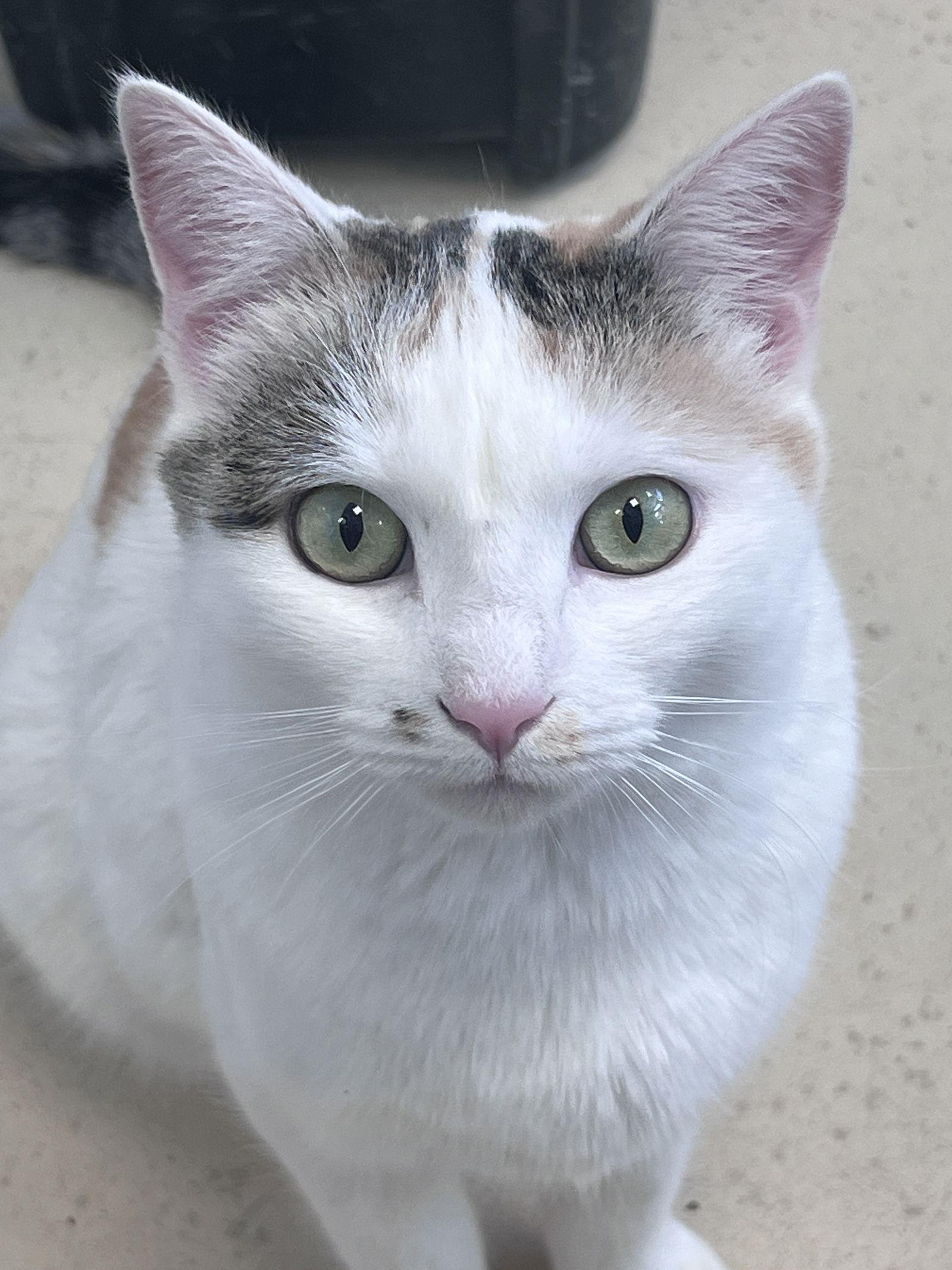 Enlarge Mira, a Adoptable Domestic Short Hair in Webster, WI image 3/3