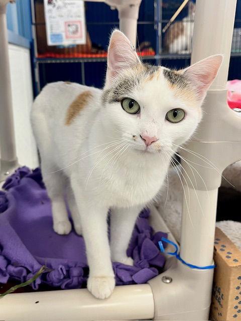 Mira, a Adoptable Domestic Short Hair in Webster, WI image 3/3