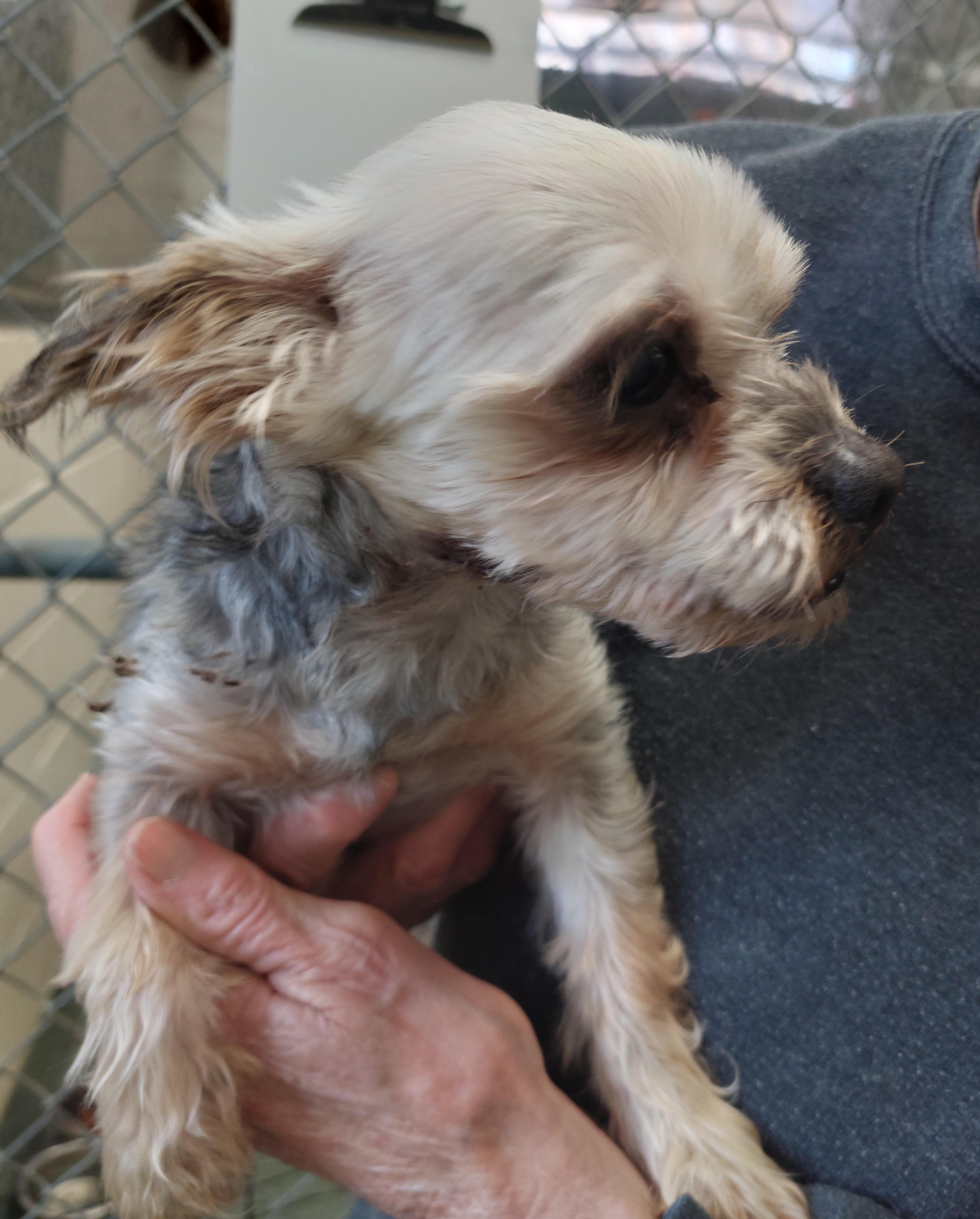 Enlarge Pico, an adopted Mixed Breed in Rehoboth, MA image 2/3