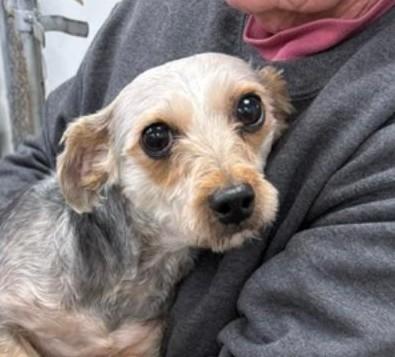 Pico, adopted, Adult Male Mixed Breed.