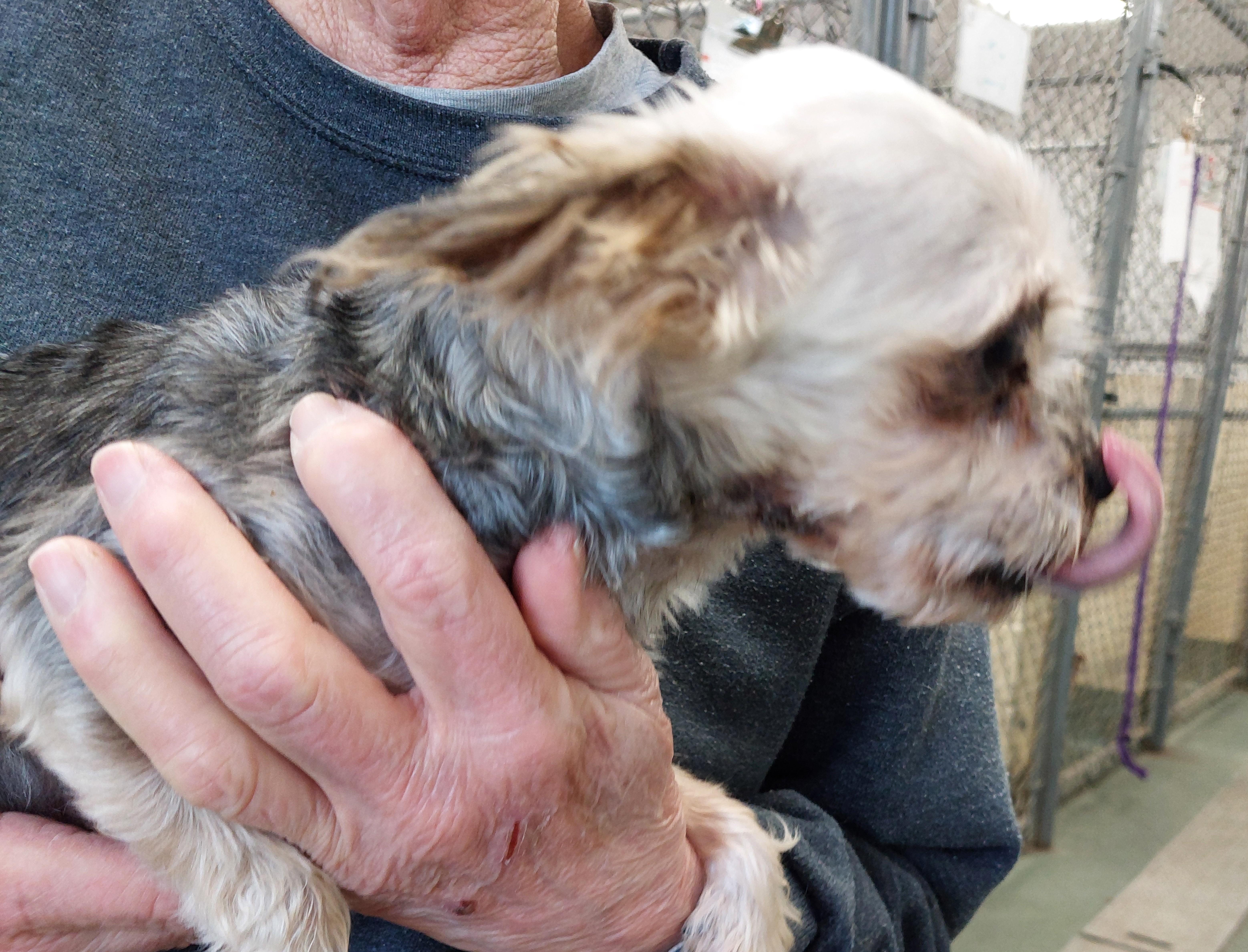 Enlarge Pico, an adopted Mixed Breed in Rehoboth, MA image 3/3