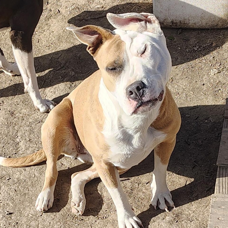 Bella, ADOPTABLE, Adult Female Pit Bull Terrier.