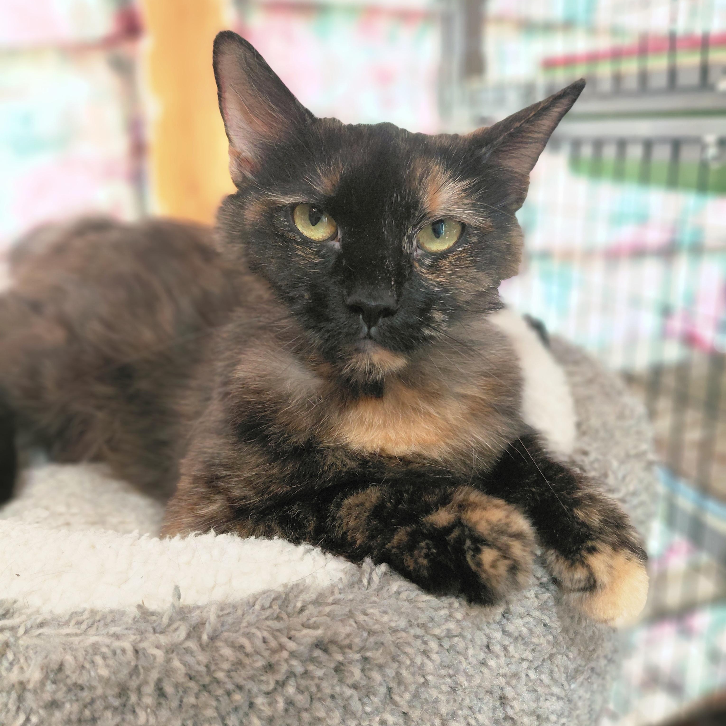 Gaia, a ADOPTABLE Domestic Medium Hair in Littleton, NH image 1/2