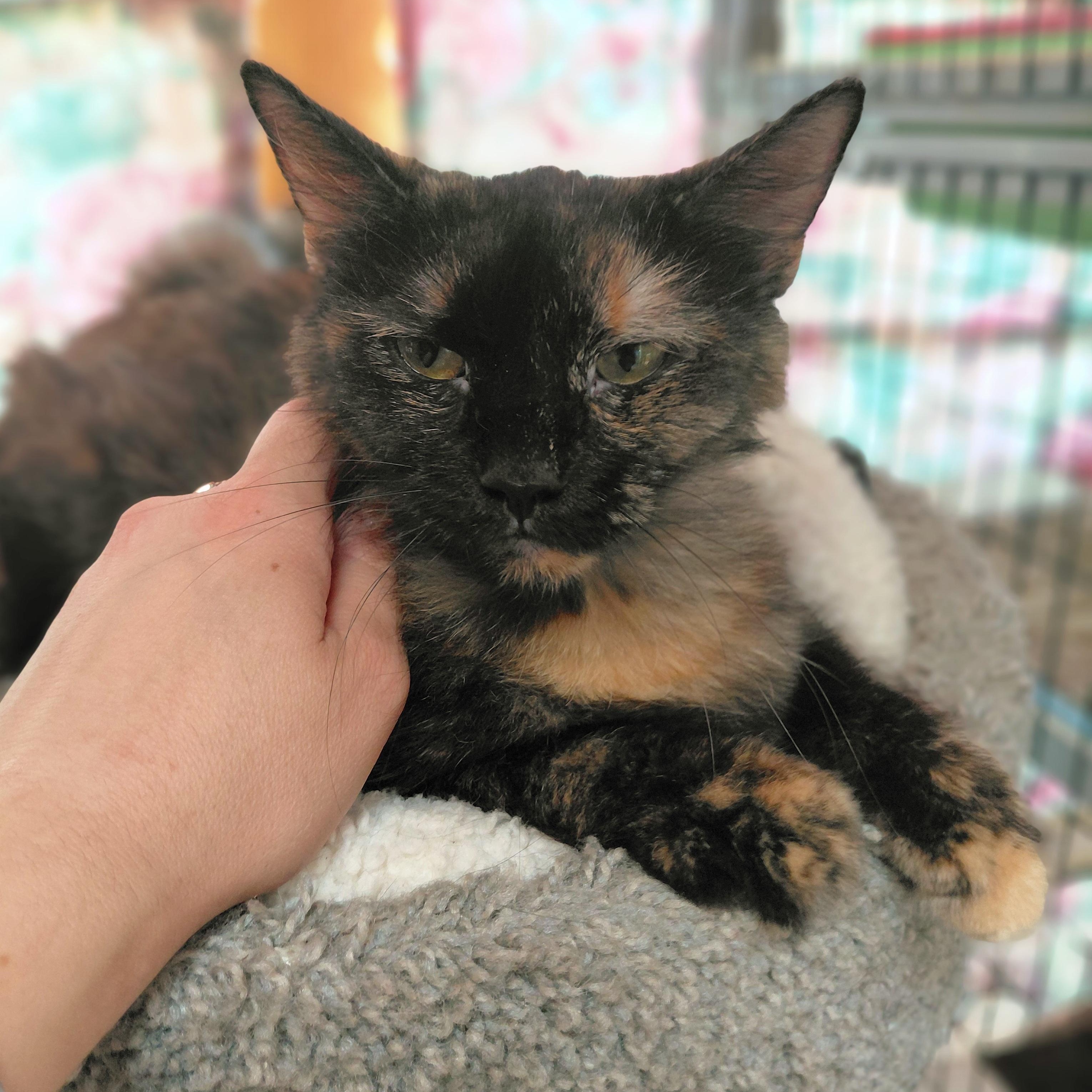 Gaia, a ADOPTABLE Domestic Medium Hair in Littleton, NH image 2/2