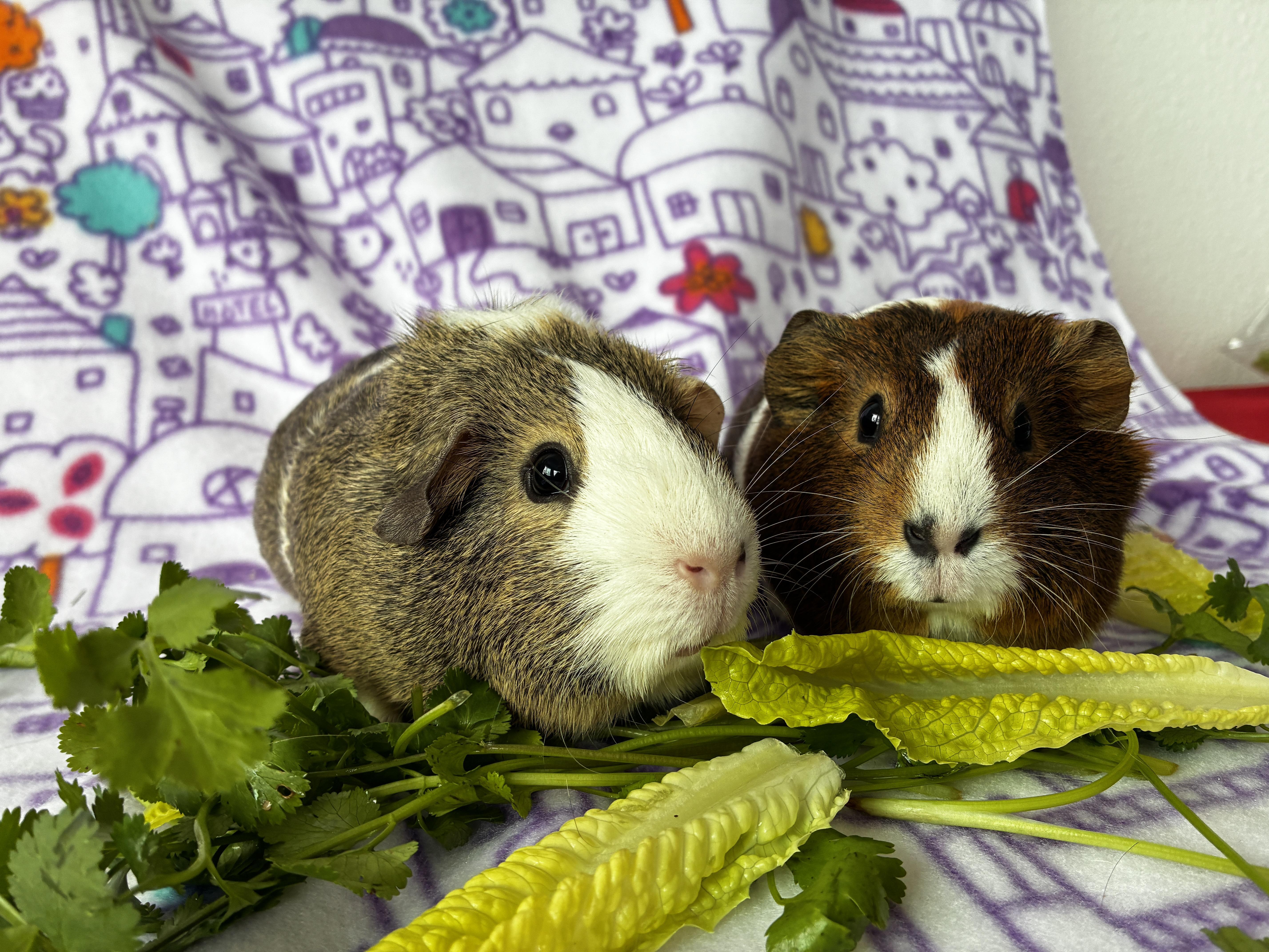 Gopher and Max, ADOPTABLE, Young Male Guinea Pig.