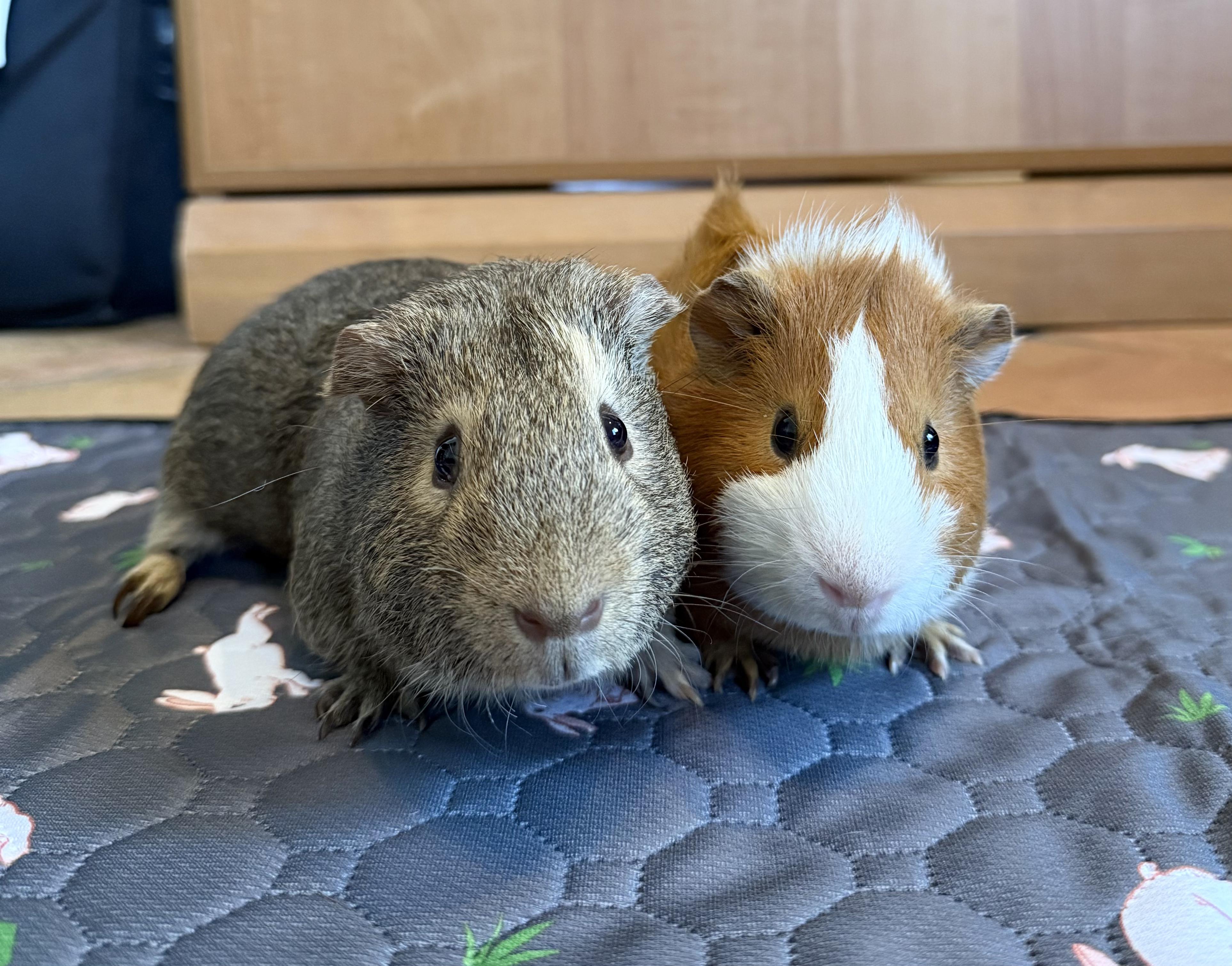 Gopher and Max, ADOPTABLE, Young Male Guinea Pig.