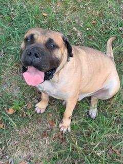 Jack, a Adoptable Mastiff in Maryville, TN image 6/6