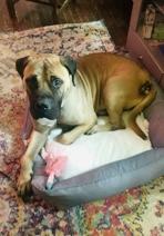 Jack, a Adoptable Mastiff in Maryville, TN image 5/6