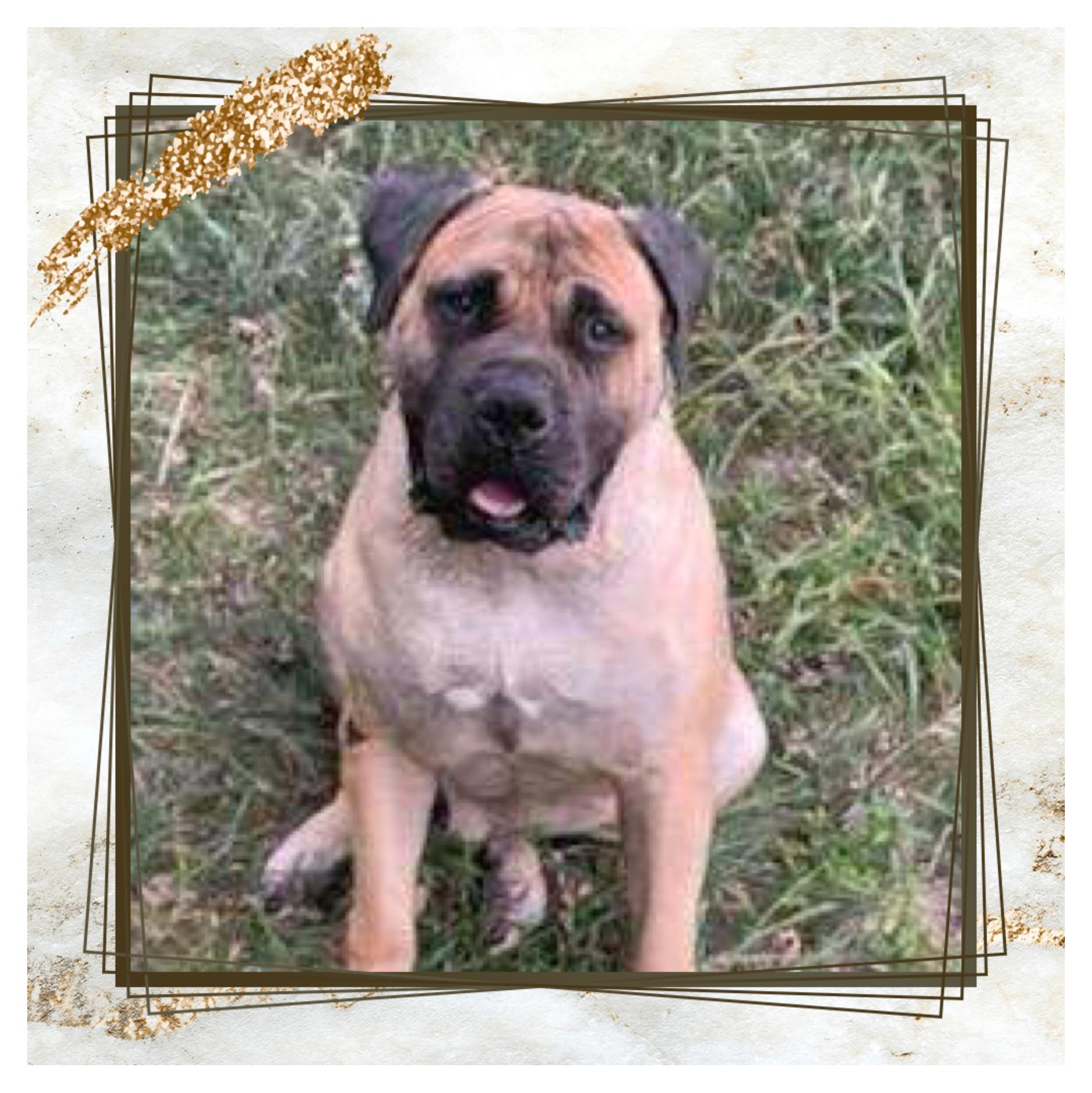 Jack, a Adoptable Mastiff in Maryville, TN image 1/6