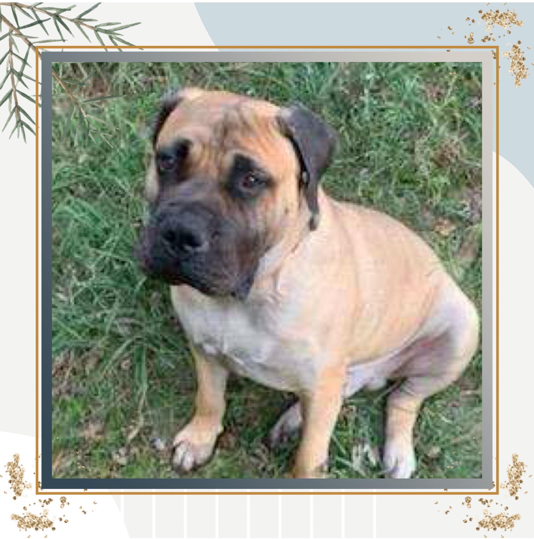 Jack, a Adoptable Mastiff in Maryville, TN image 3/6
