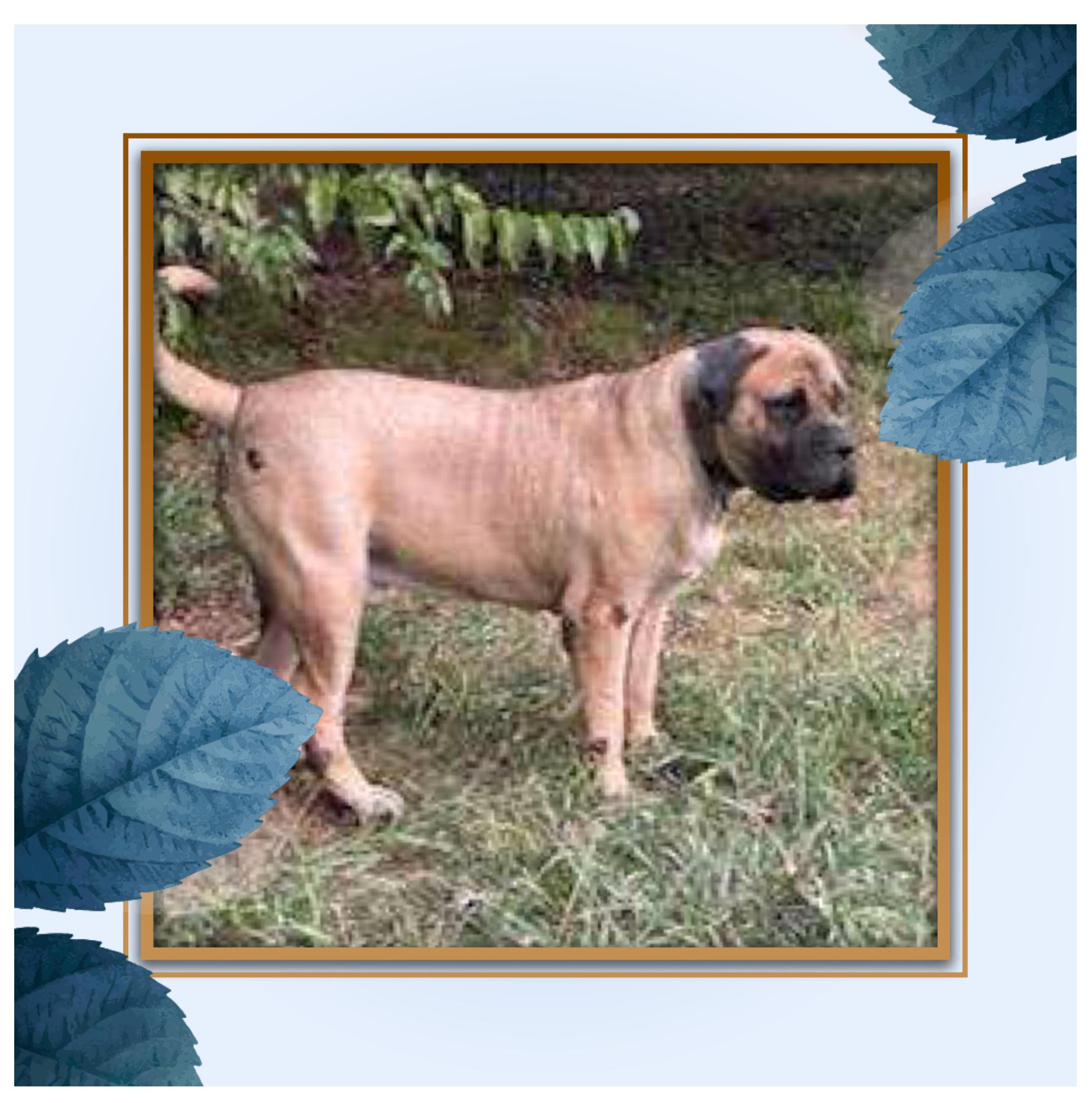 Jack, a Adoptable Mastiff in Maryville, TN image 4/6