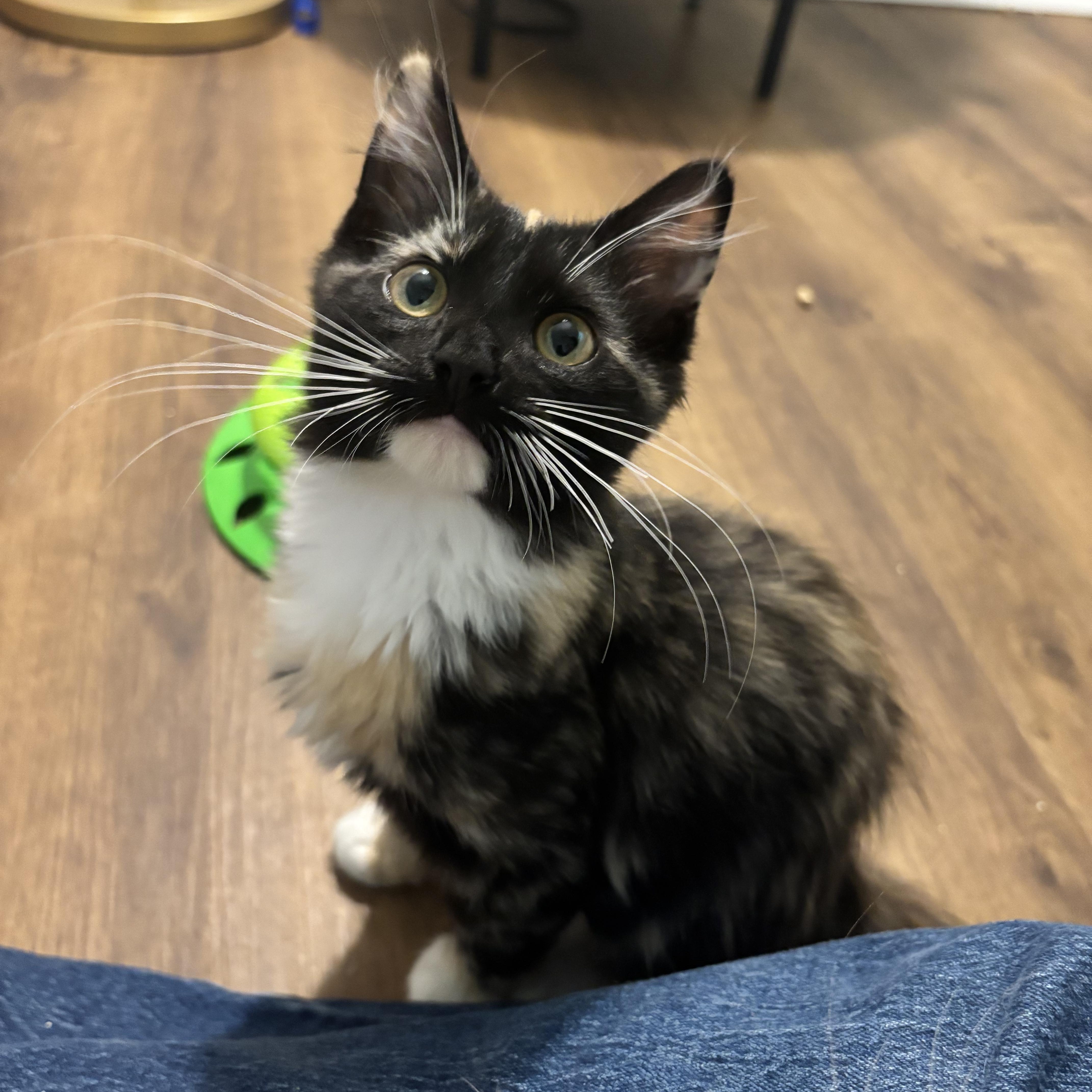 Enlarge Aurora, an adopted Domestic Long Hair in Fort Oglethorpe, GA image 6/6