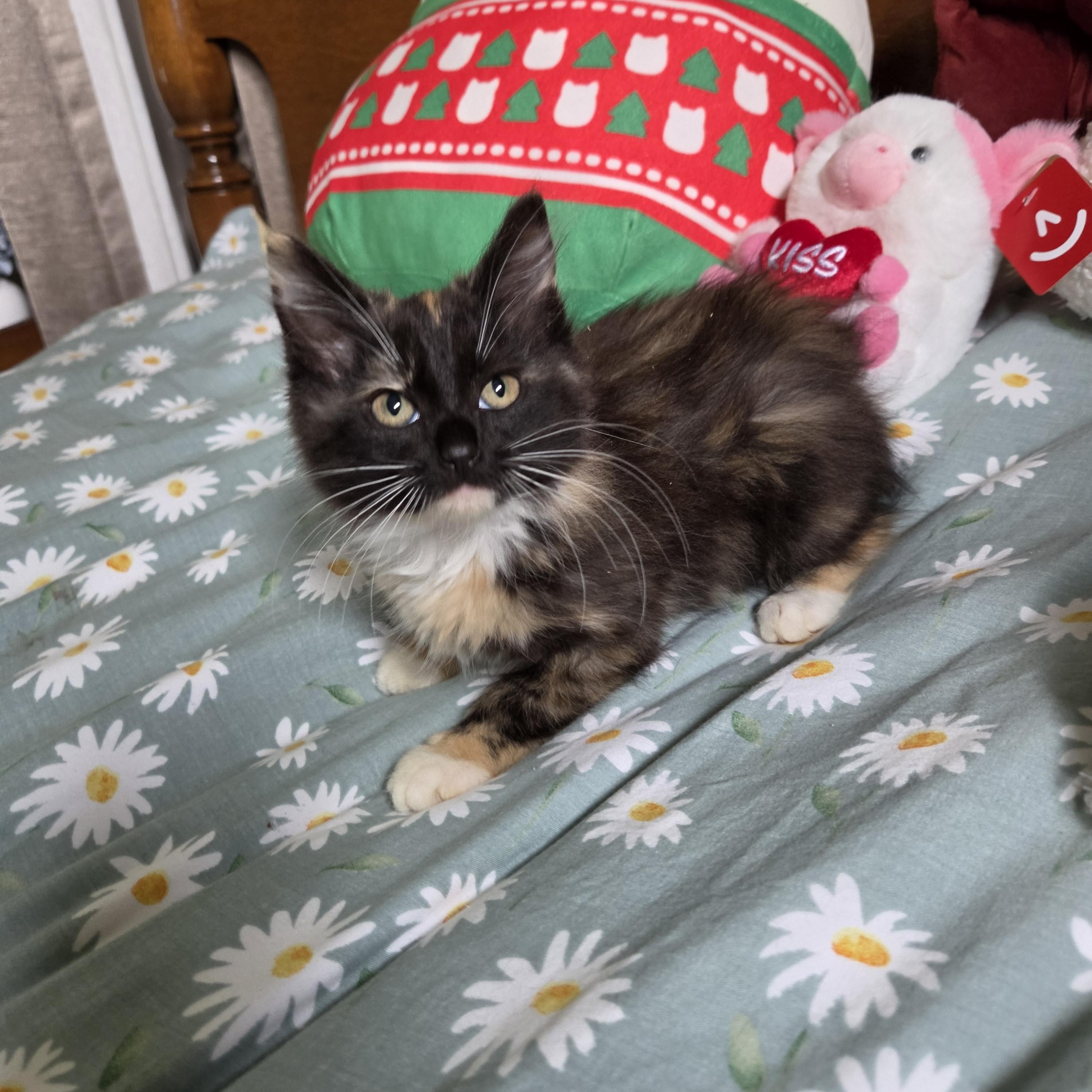Enlarge Aurora, an adopted Domestic Long Hair in Fort Oglethorpe, GA image 2/6