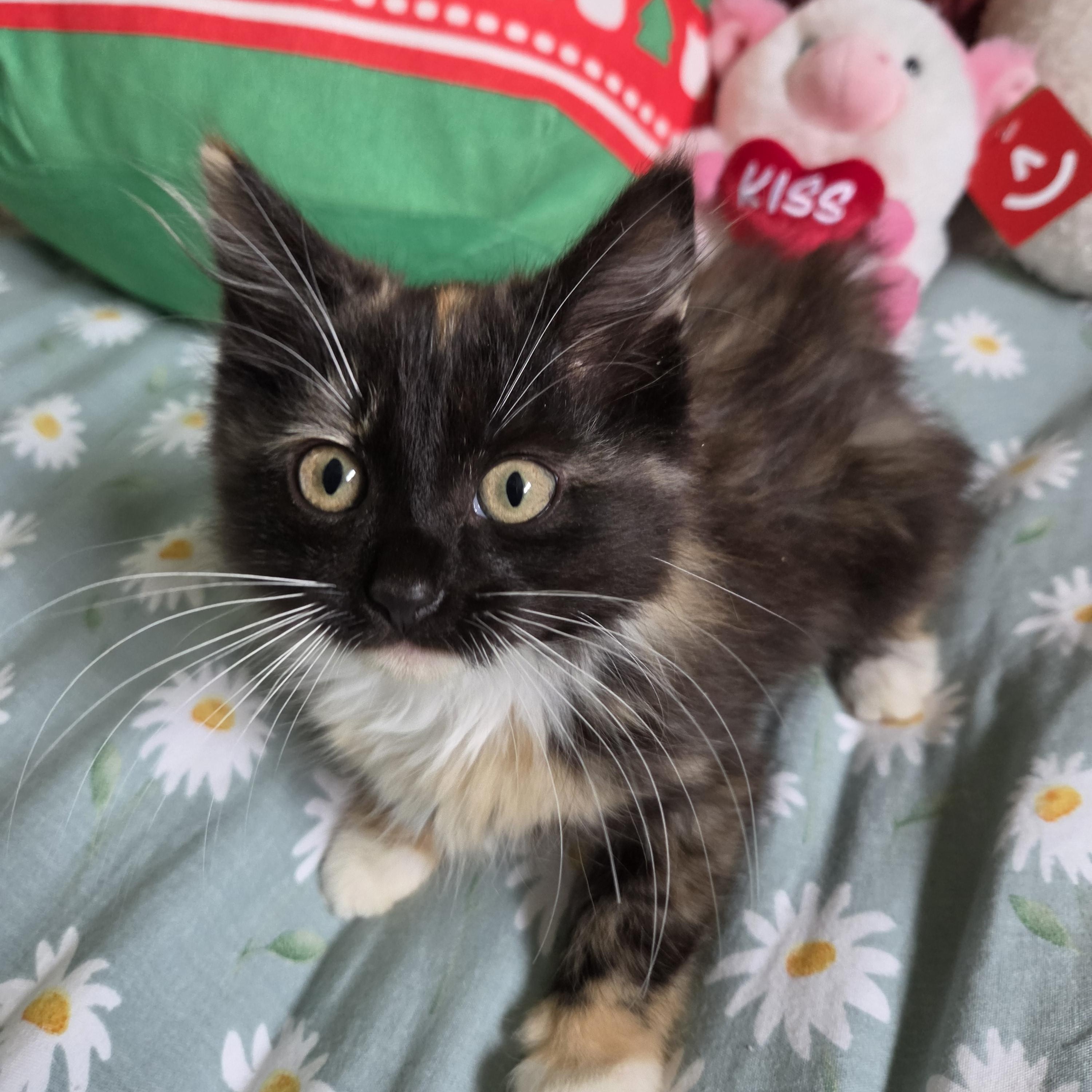 Enlarge Aurora, an adopted Domestic Long Hair in Fort Oglethorpe, GA image 1/6