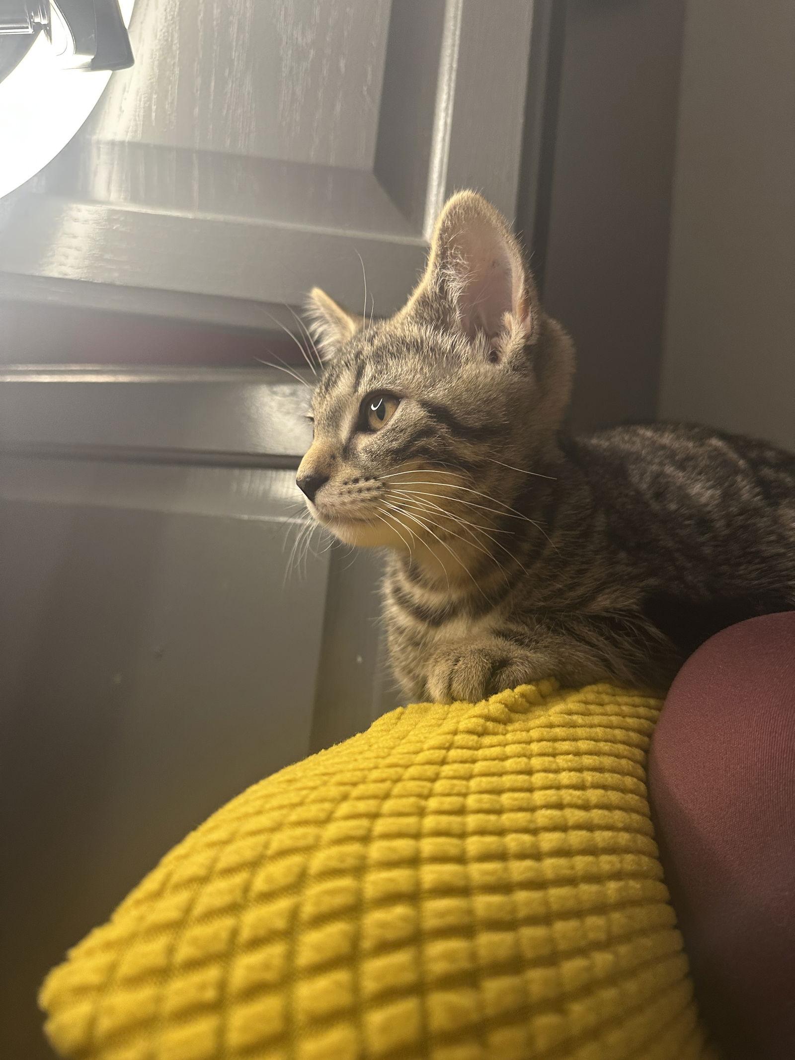 Frankenstein thumbnail 2