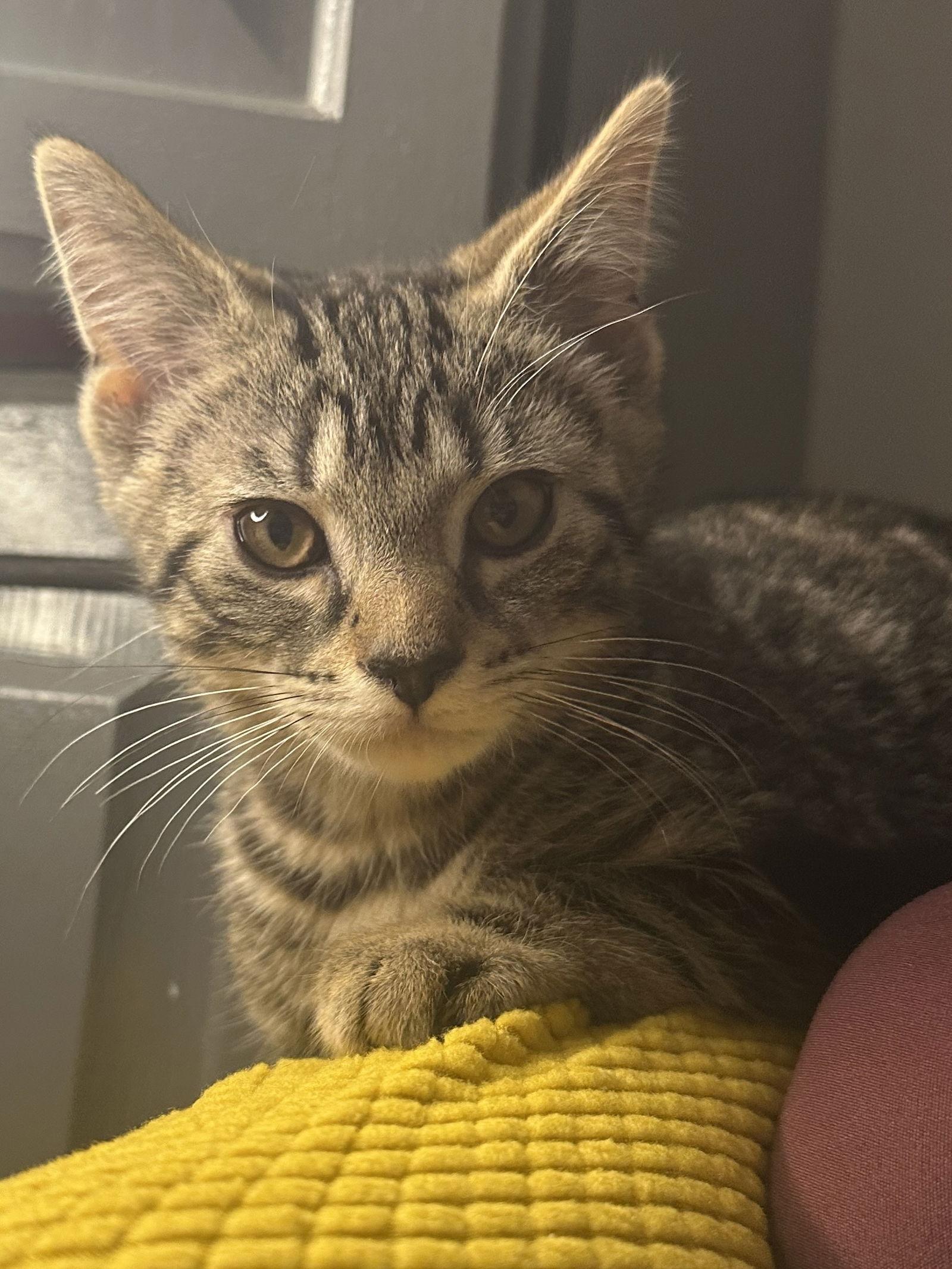 Frankenstein thumbnail 4