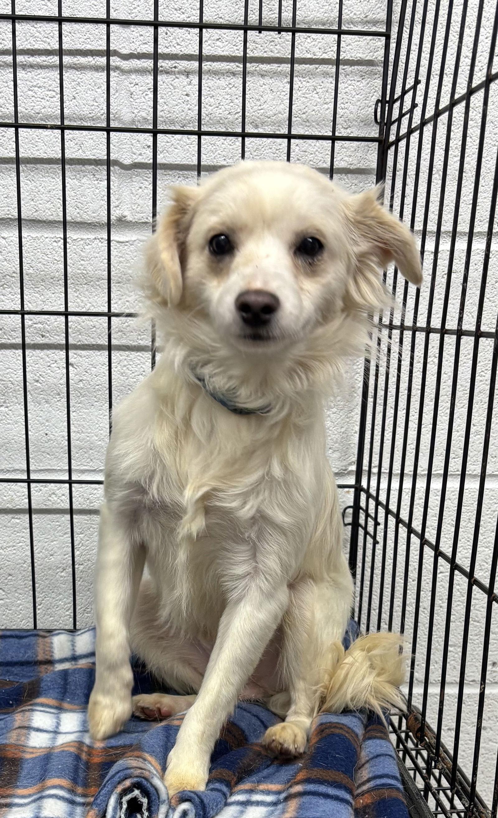 Archie, Adoptable, Young Male Chihuahua & Papillon.