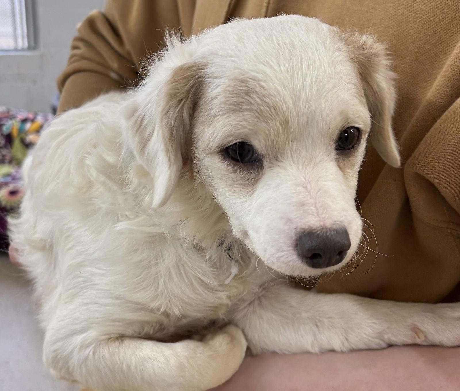 Archie, a Adoptable mixed breed in York, SC image 2/3