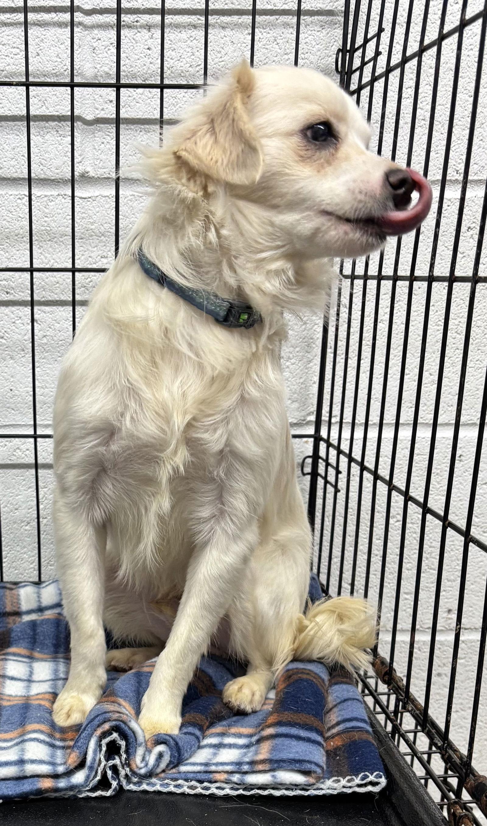 Archie, a Adoptable mixed breed in York, SC image 3/3