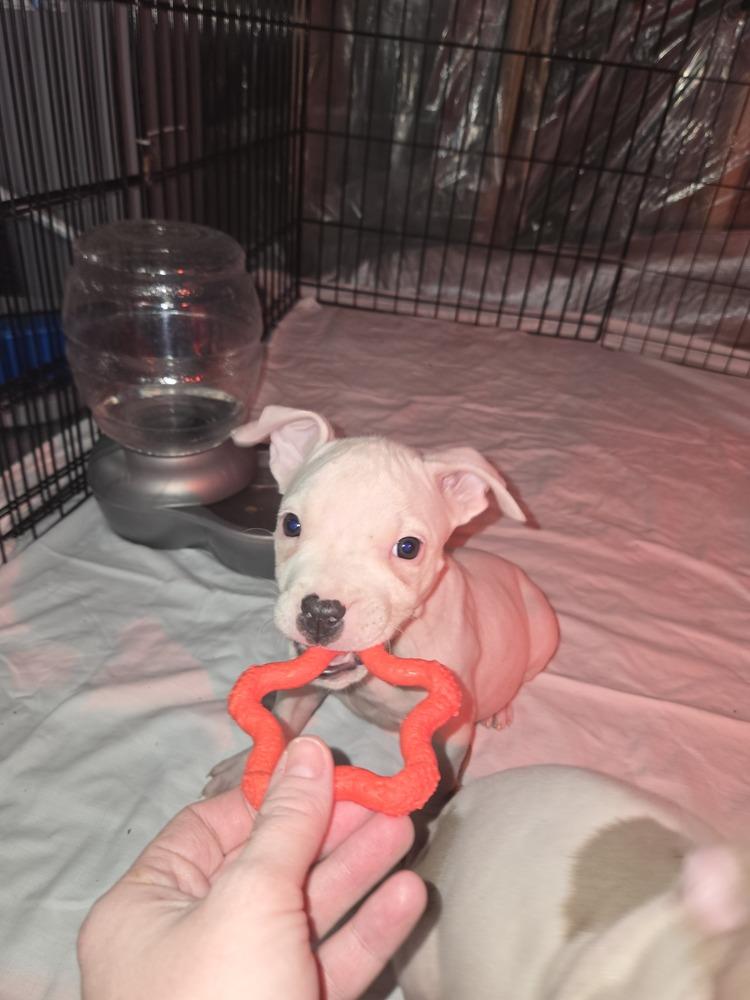 Cashmere (25-166 D), Adoptable, Puppy Male Mixed Breed.