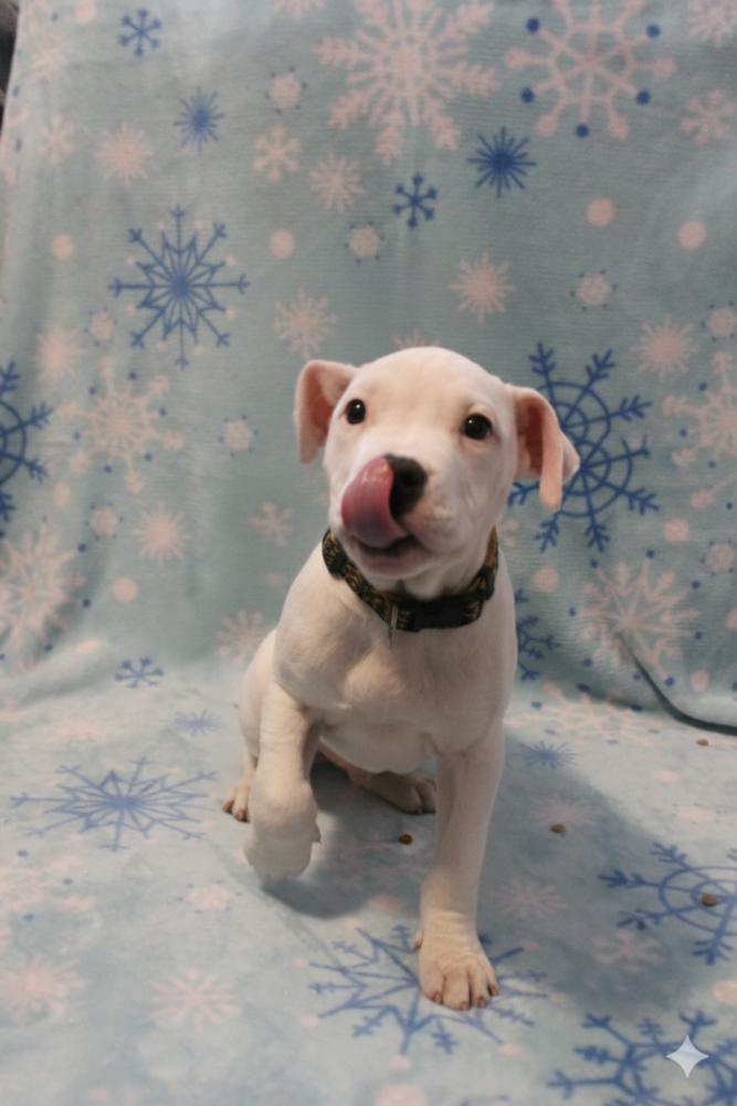 Cashmere (25-166 D), Adoptable, Puppy Male Mixed Breed.