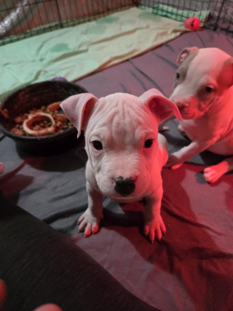 Cashmere (25-166 D), a Adoptable mixed breed in Lansing, MI image 2/5