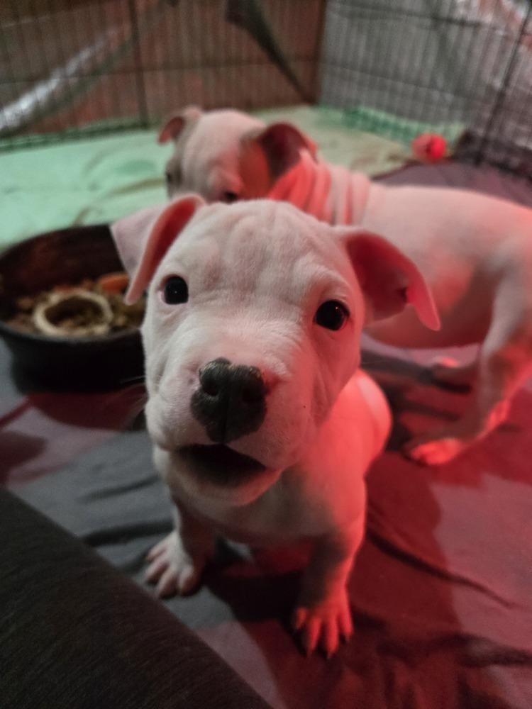 Cashmere (25-166 D), a Adoptable mixed breed in Lansing, MI image 3/5