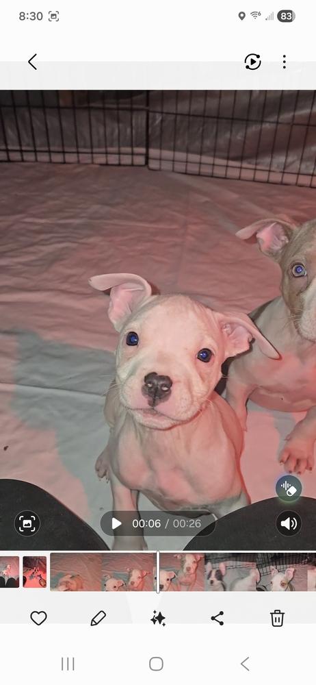 Cashmere (25-166 D), a Adoptable mixed breed in Lansing, MI image 4/5