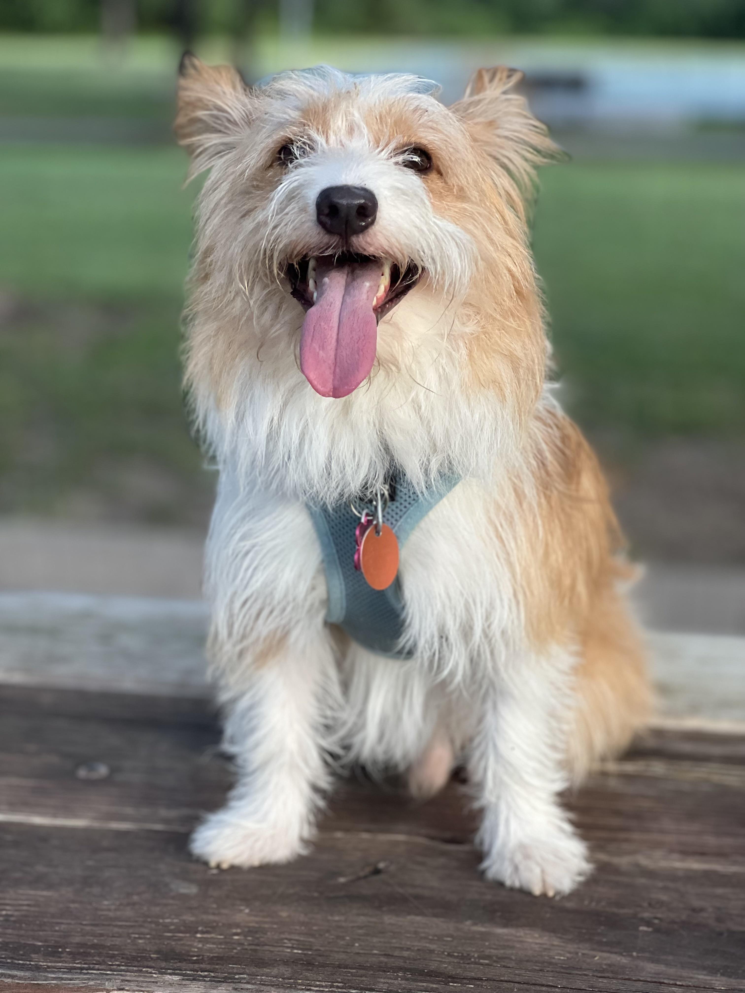Enlarge Pete, a ADOPTABLE mixed breed in Austin, TX image 2/5