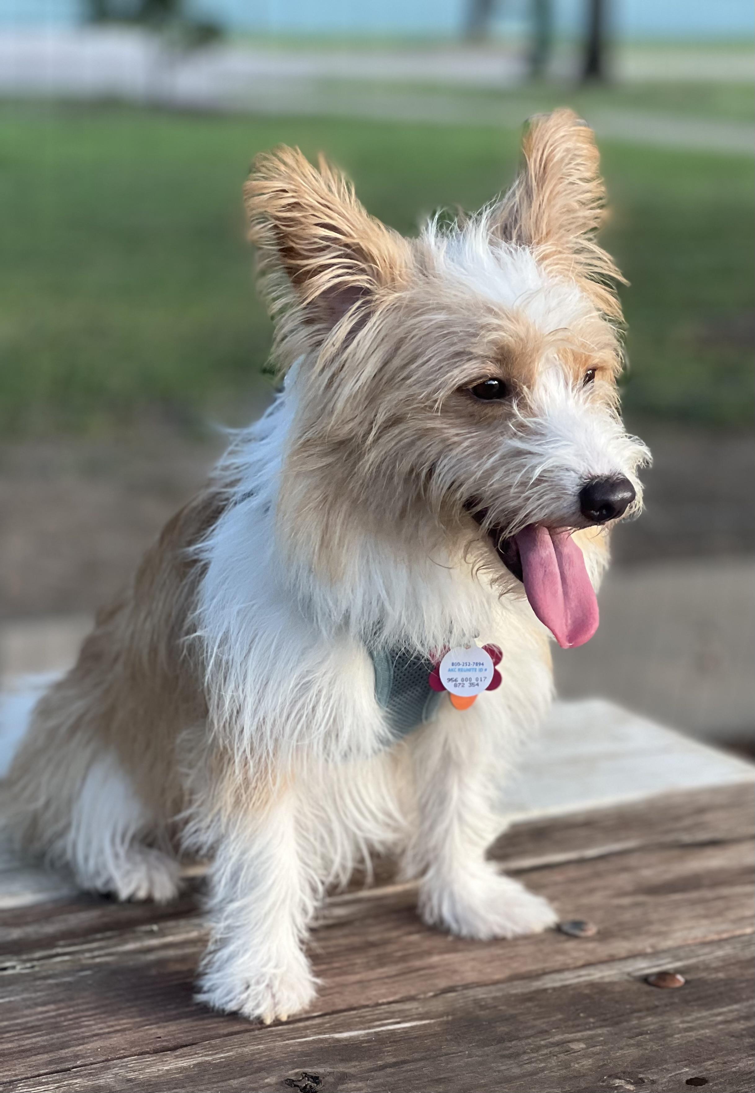 Pete, ADOPTABLE, Young Male Terrier & Portuguese Podengo.
