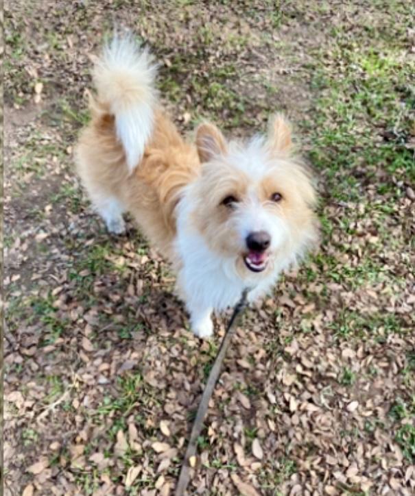 Pete, ADOPTABLE, Young Male Terrier & Portuguese Podengo.