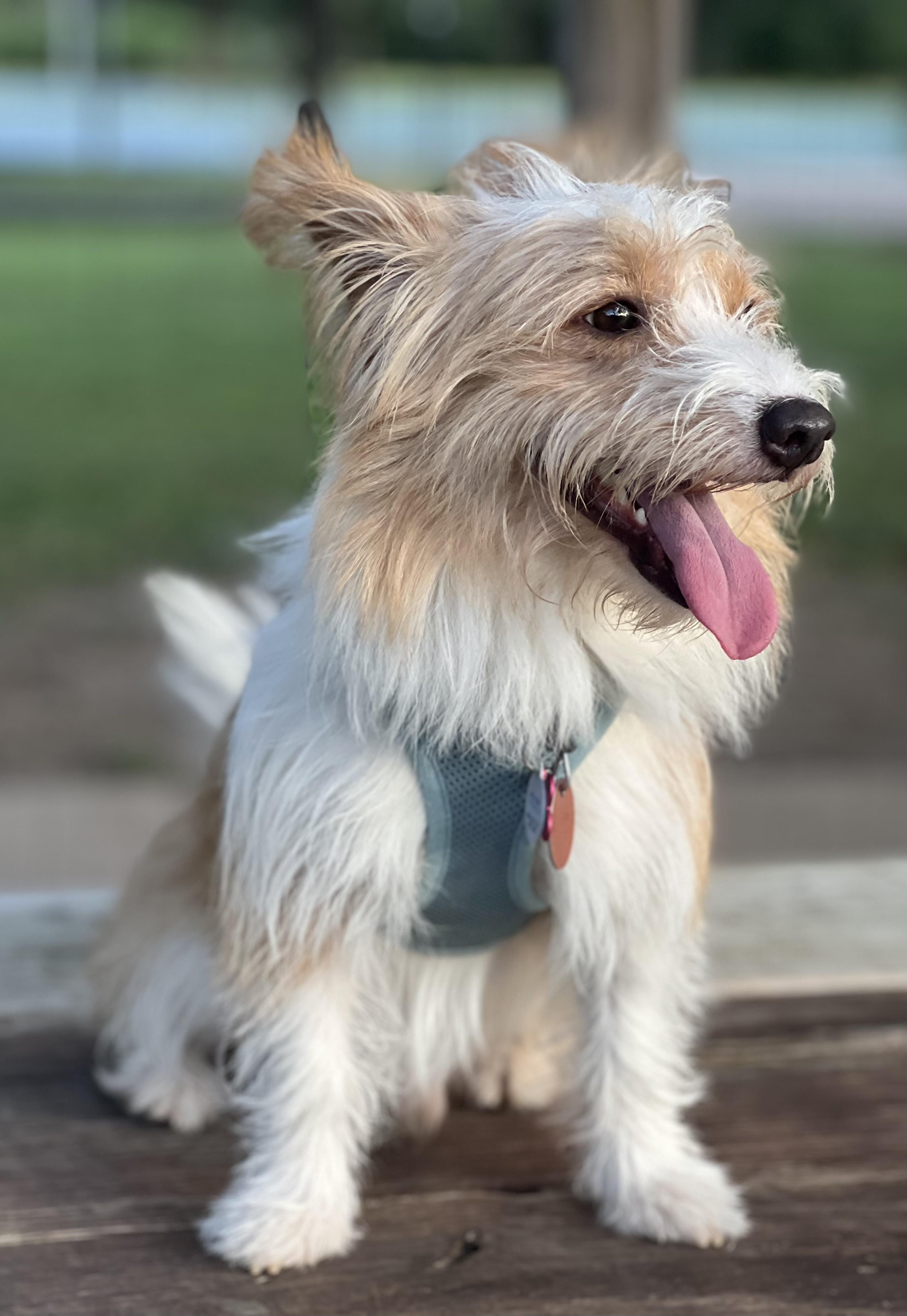 Enlarge Pete, a ADOPTABLE mixed breed in Austin, TX image 3/5