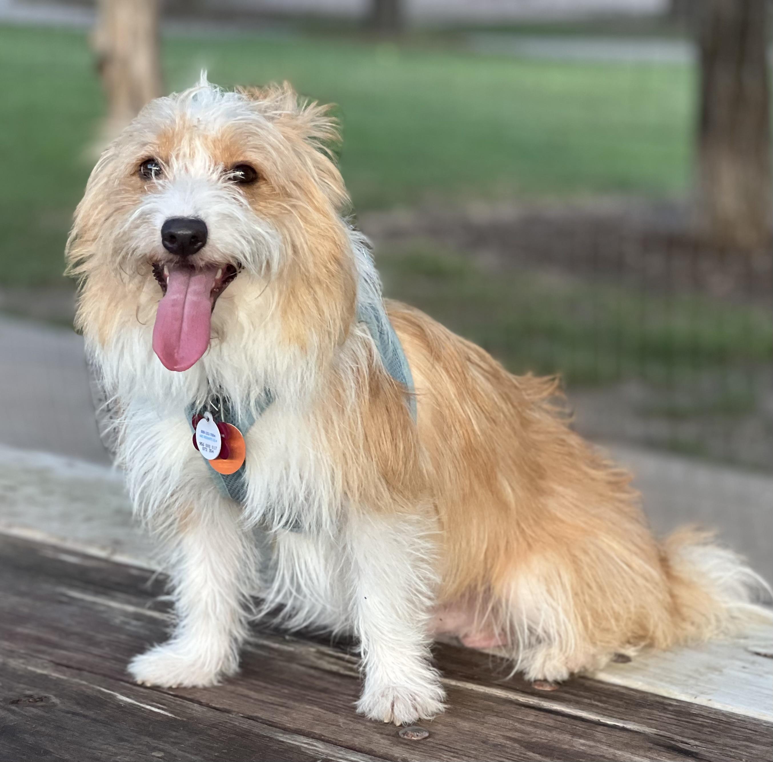 Enlarge Pete, a ADOPTABLE mixed breed in Austin, TX image 4/5