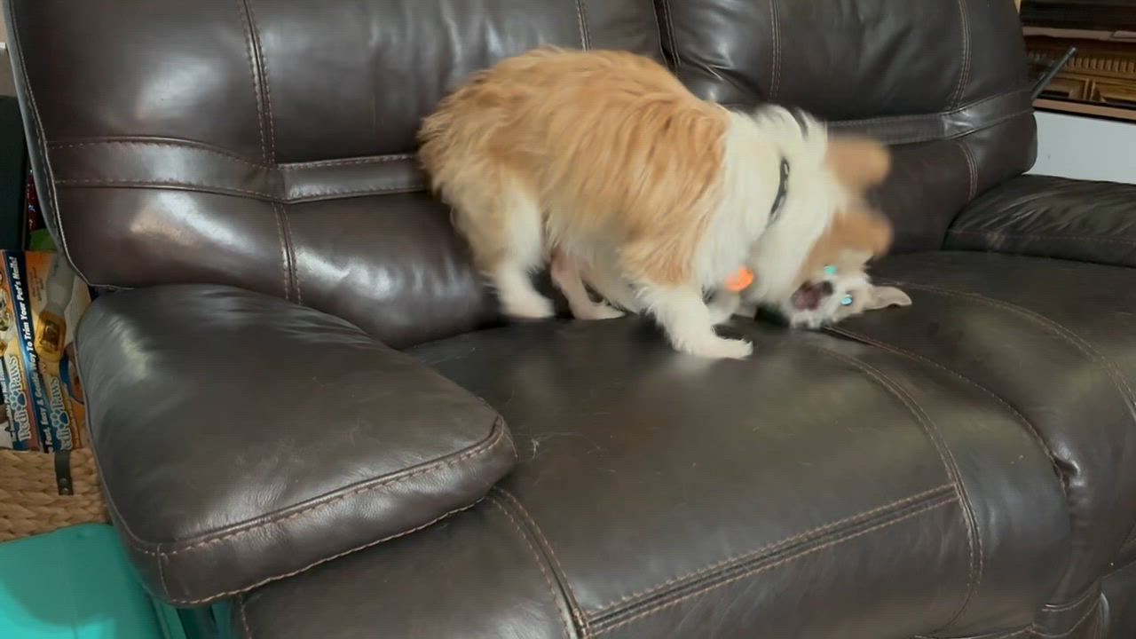 Enlarge Pete, a ADOPTABLE mixed breed in Austin, TX video 5/5