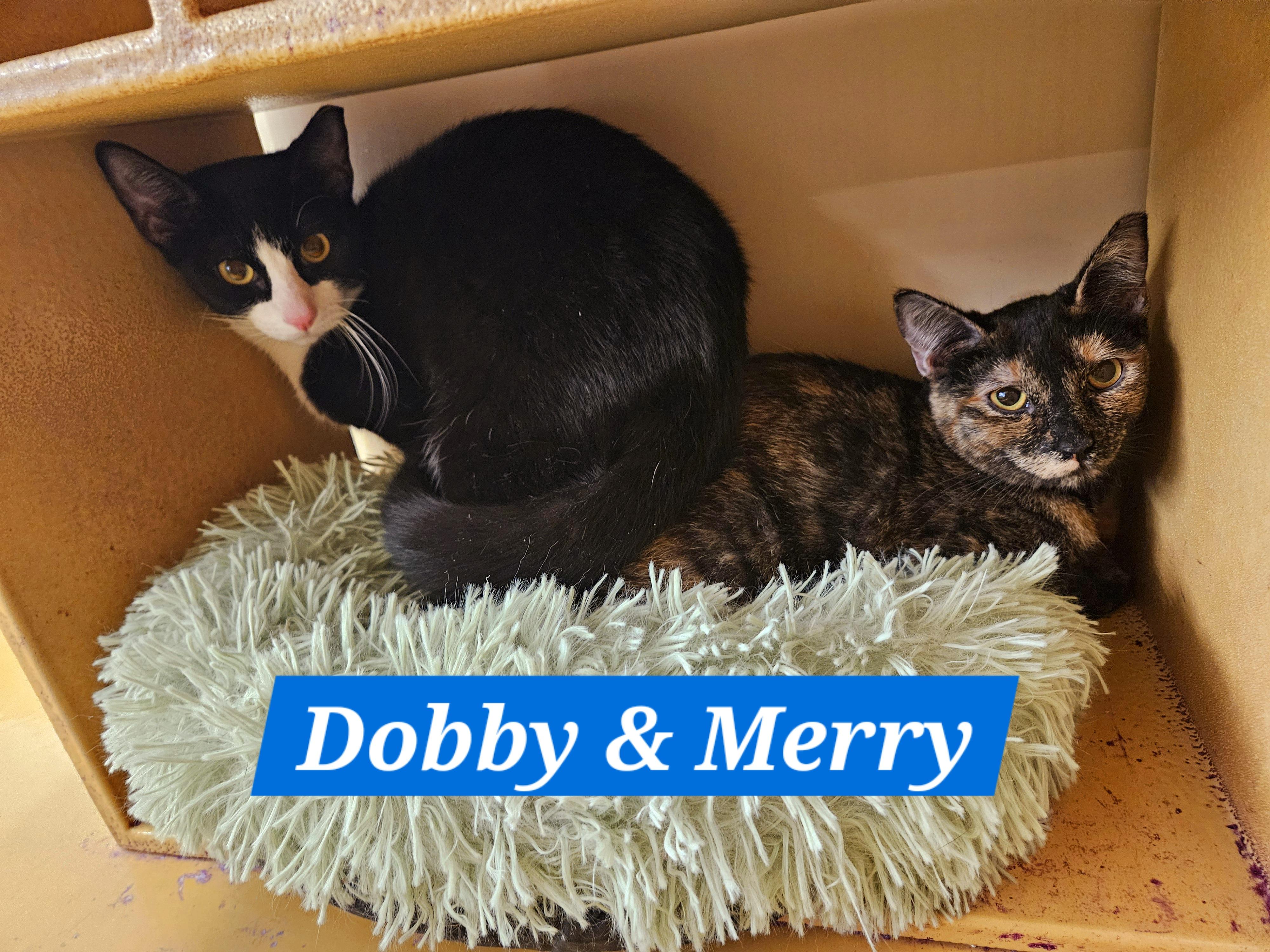 Merry, a Adoptable Tortoiseshell in SCOTTSDALE, AZ image 2/2