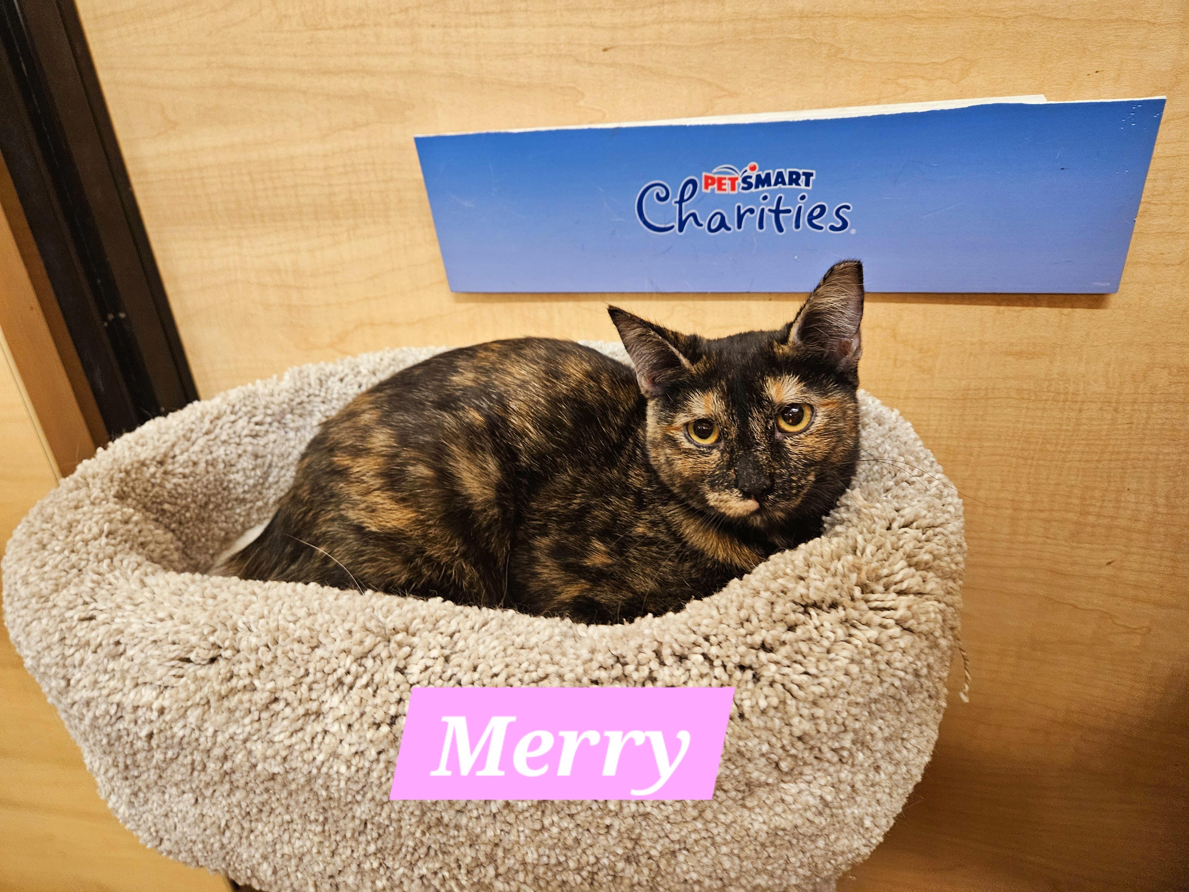 Merry, a Adoptable Tortoiseshell in SCOTTSDALE, AZ image 1/2