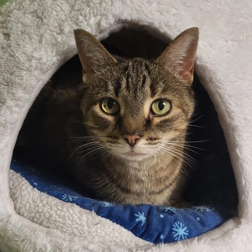 Mia, ADOPTABLE, Adult Female Domestic Short Hair.