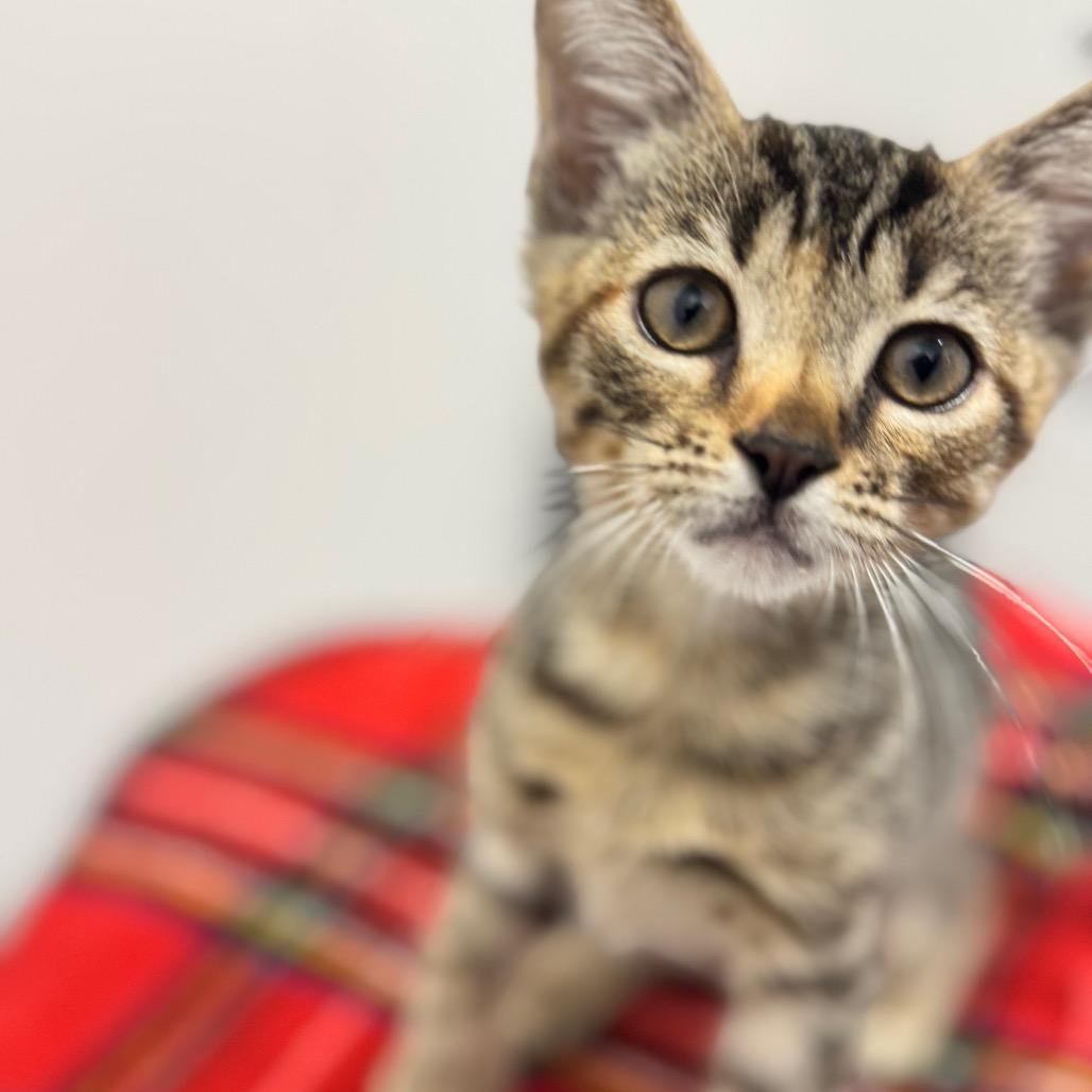 Blueberry- City Of Industry Location, Adoptable, Kitten Female Domestic Short Hair.