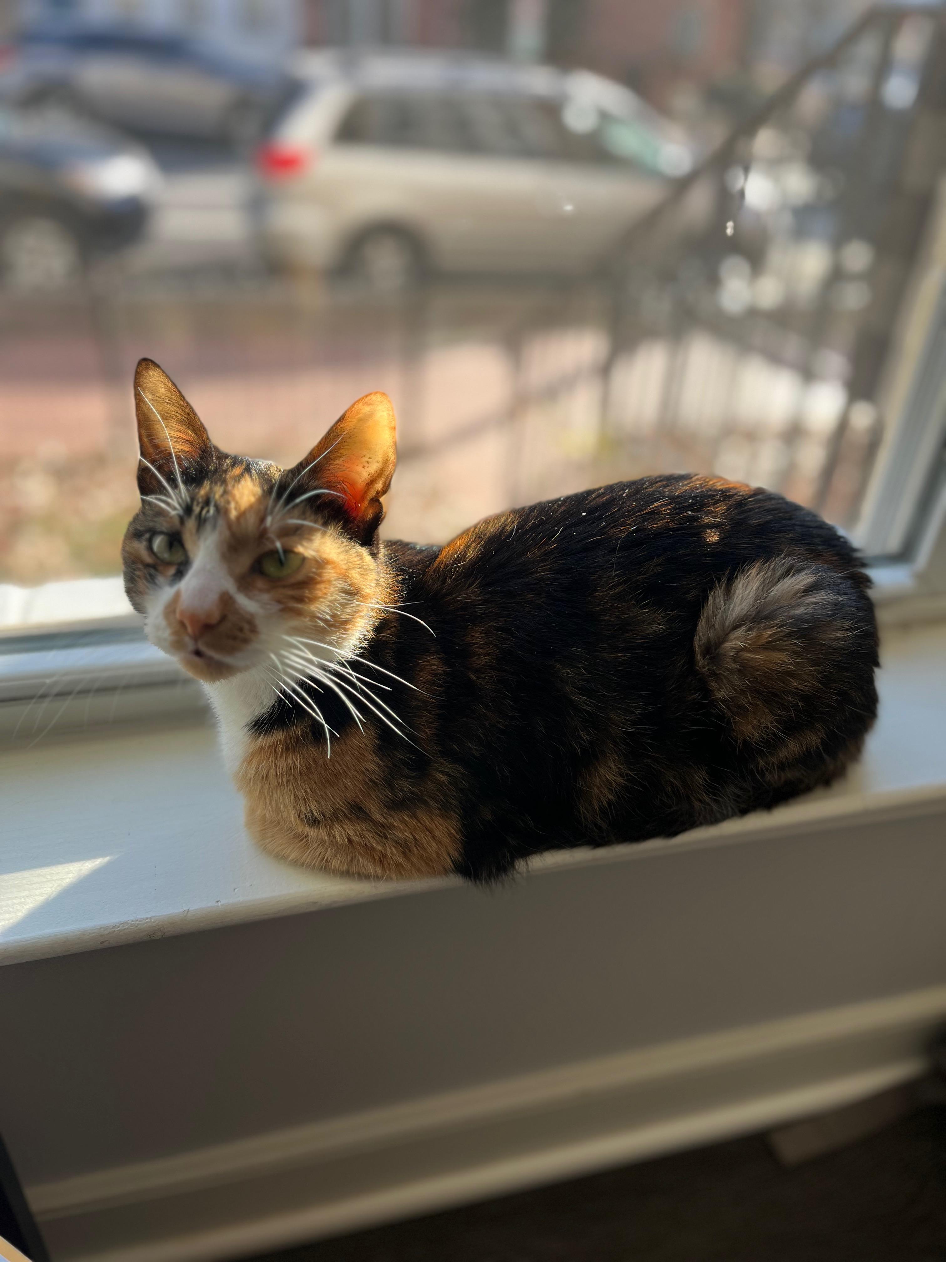 Enlarge Reese, a ADOPTABLE Domestic Short Hair in Washington, DC image 3/4