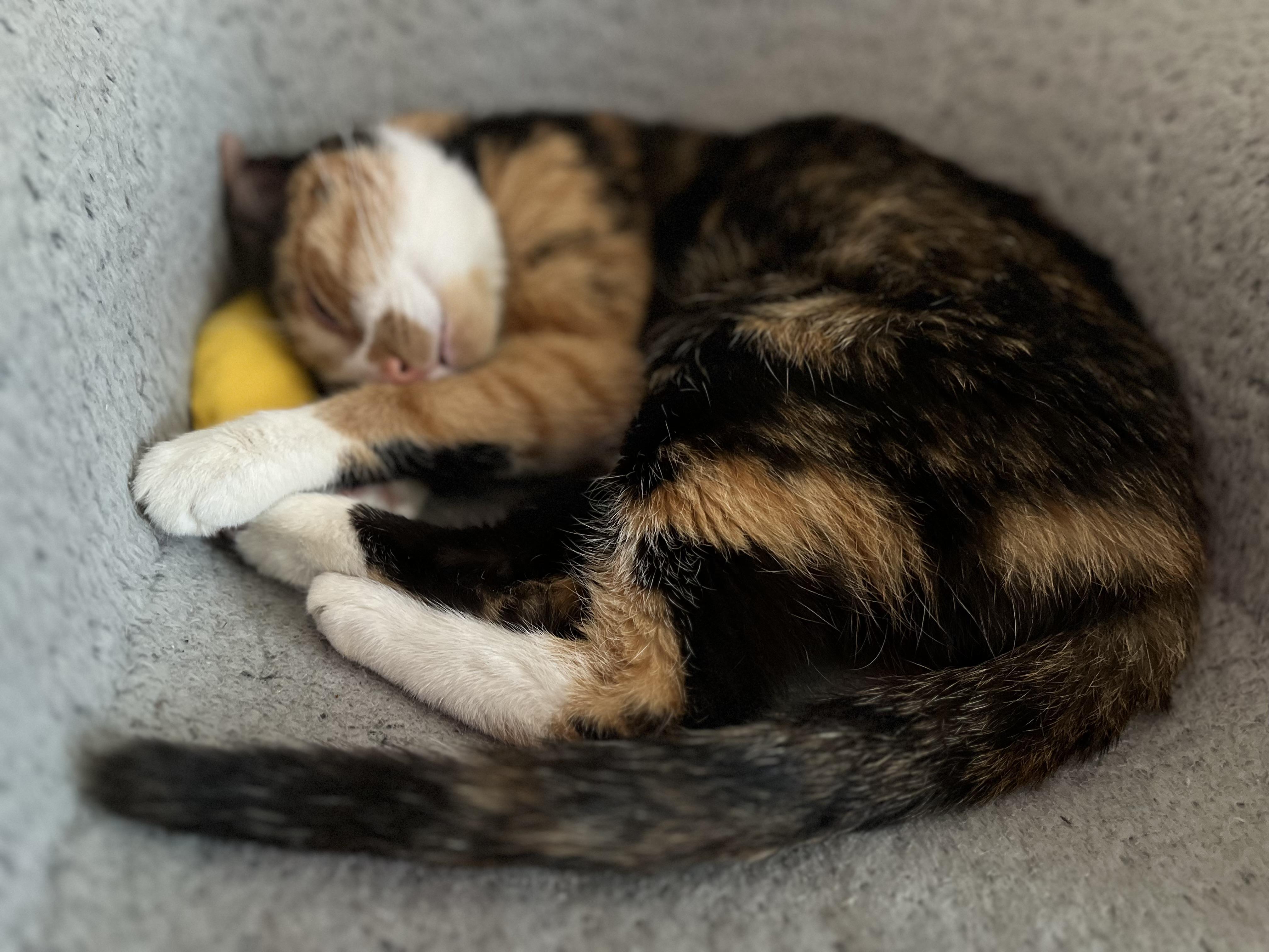 Enlarge Reese, a ADOPTABLE Domestic Short Hair in Washington, DC image 2/4