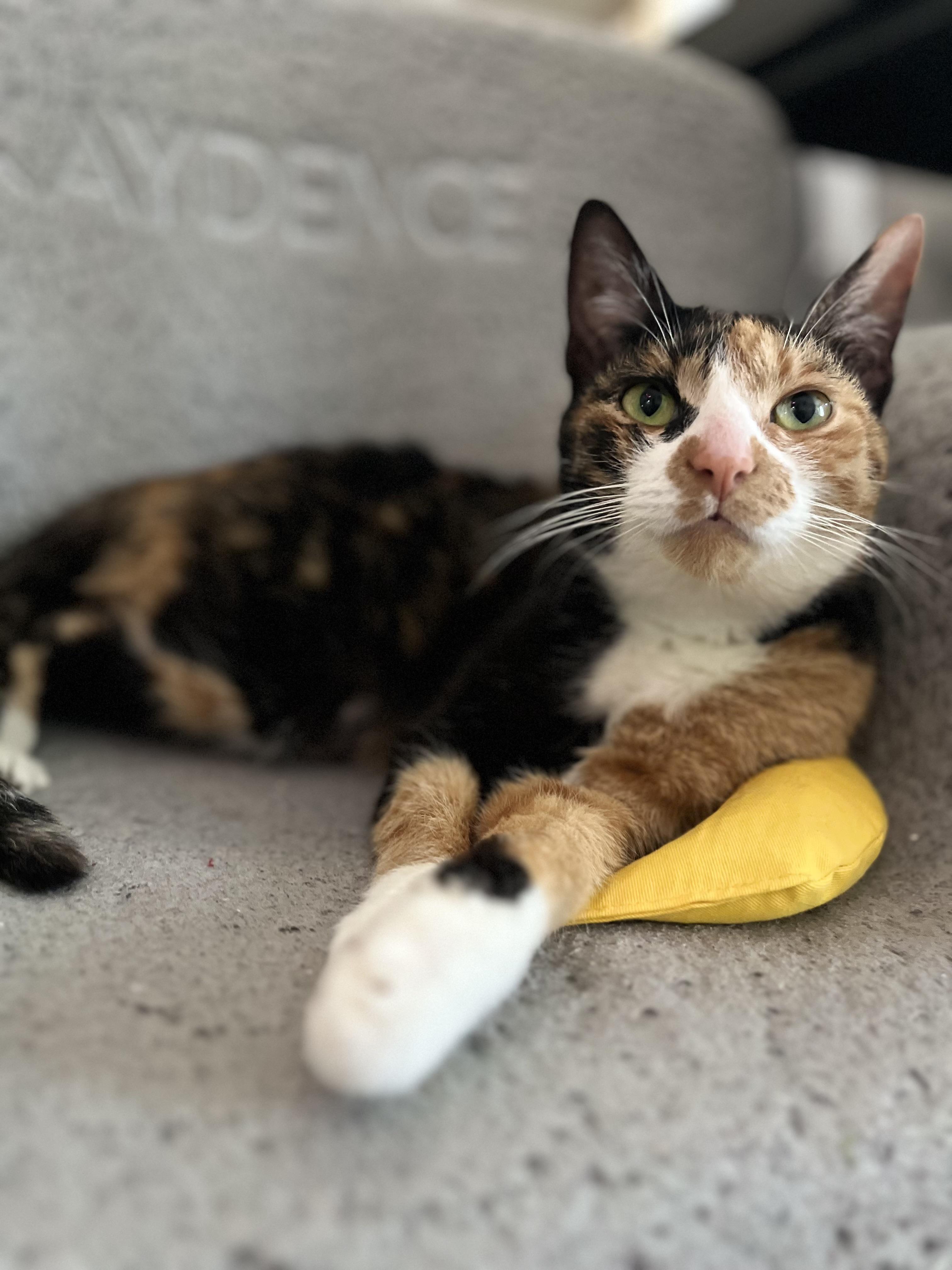 Reese, ADOPTABLE, Adult Female Domestic Short Hair.