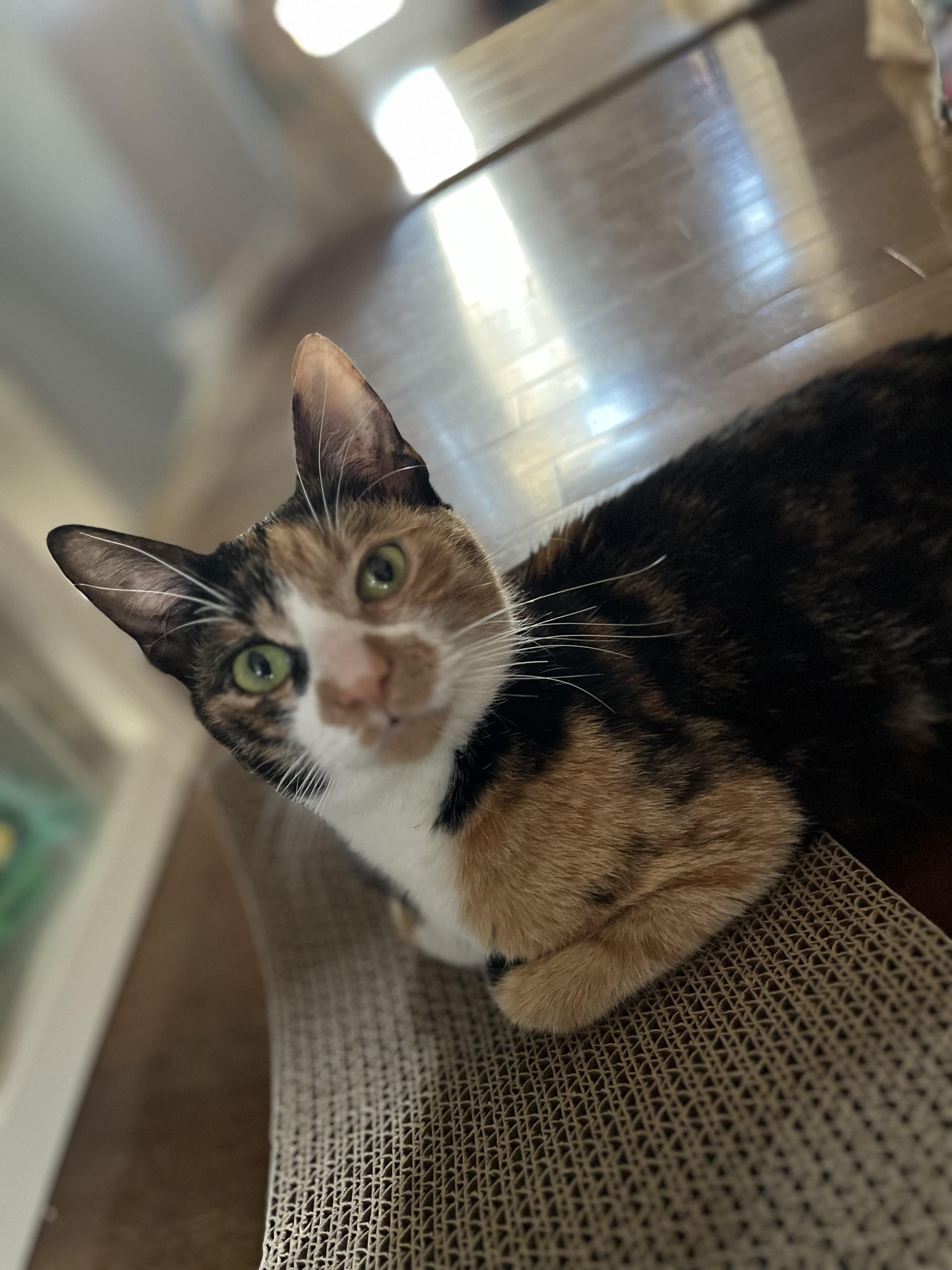 Enlarge Reese, a ADOPTABLE Domestic Short Hair in Washington, DC image 4/4