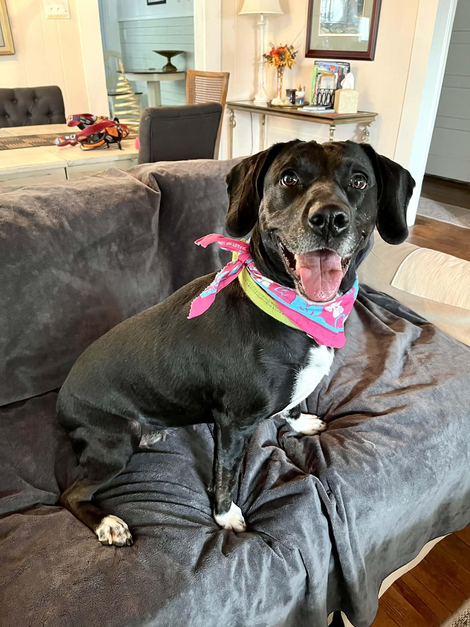 Aries, a Adoptable mixed breed in Brattleboro, VT image 6/6