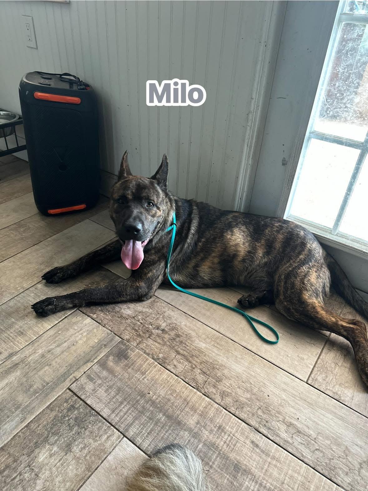 Milo thumbnail 2
