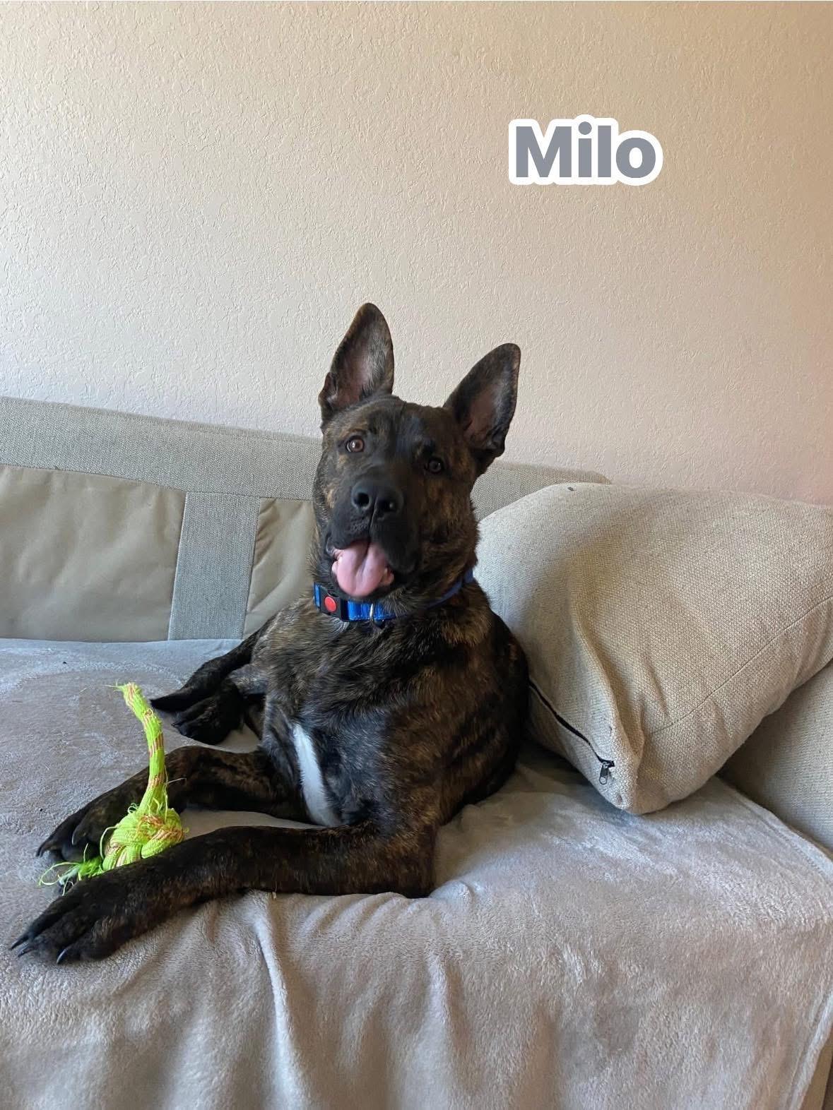Milo thumbnail 4