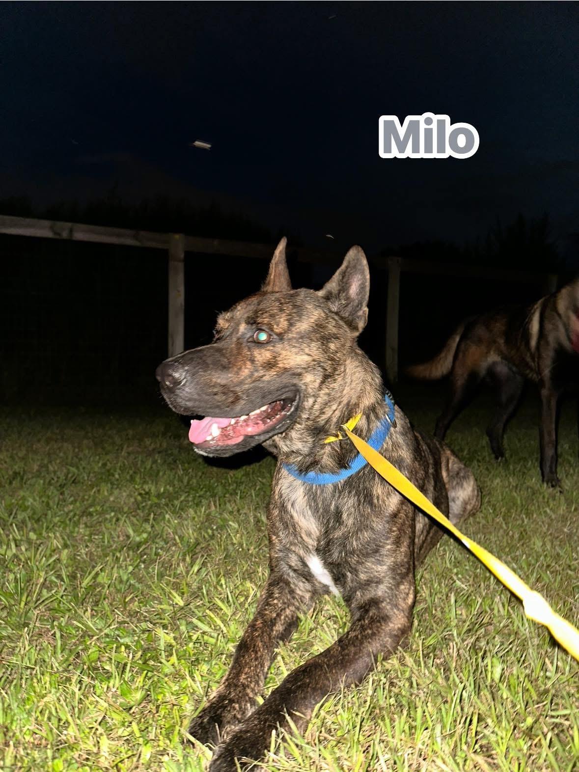 Milo thumbnail 3